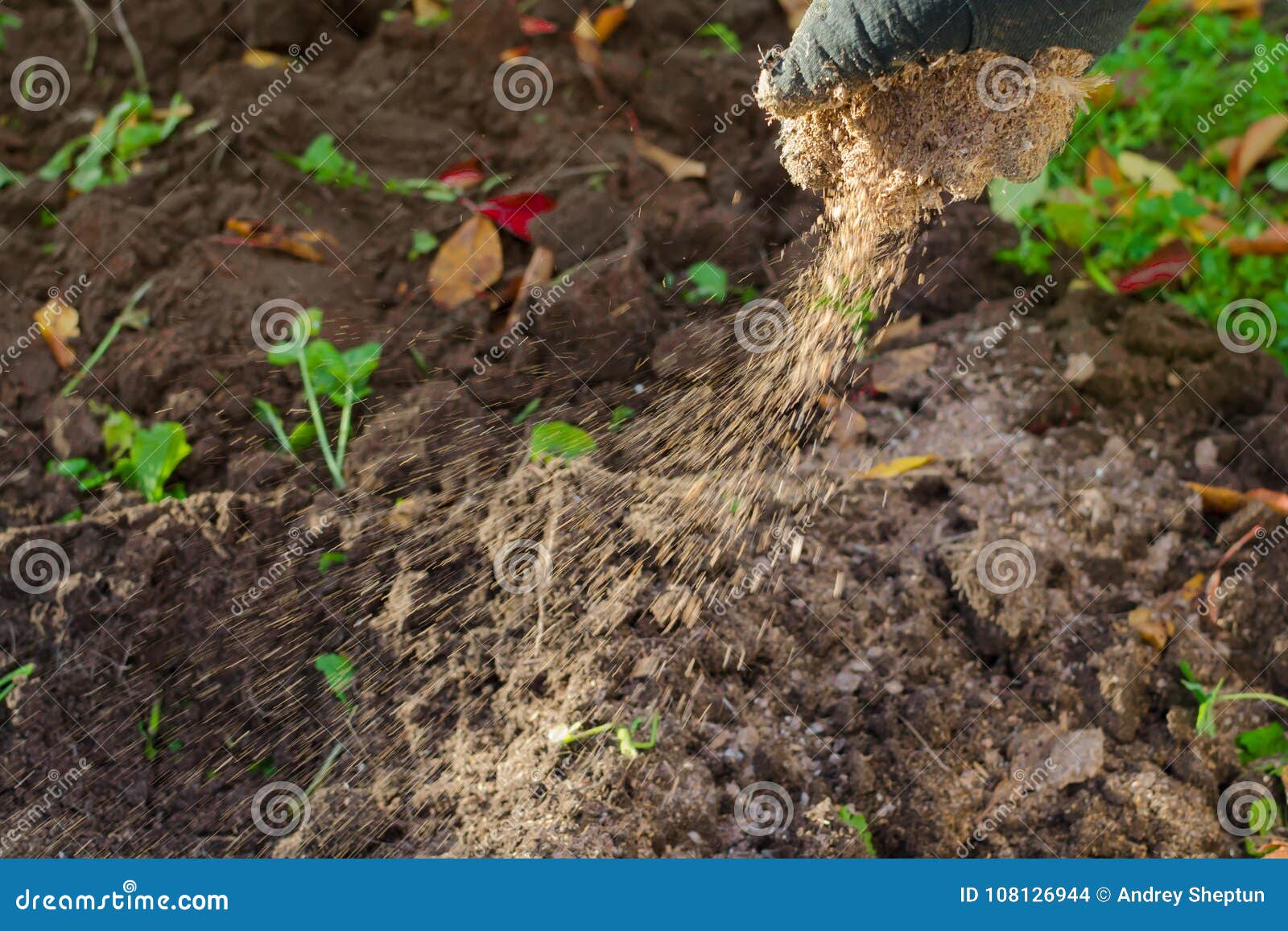 Manual Garden Fertilizing Stock Photo Image Of Lawn 108126944