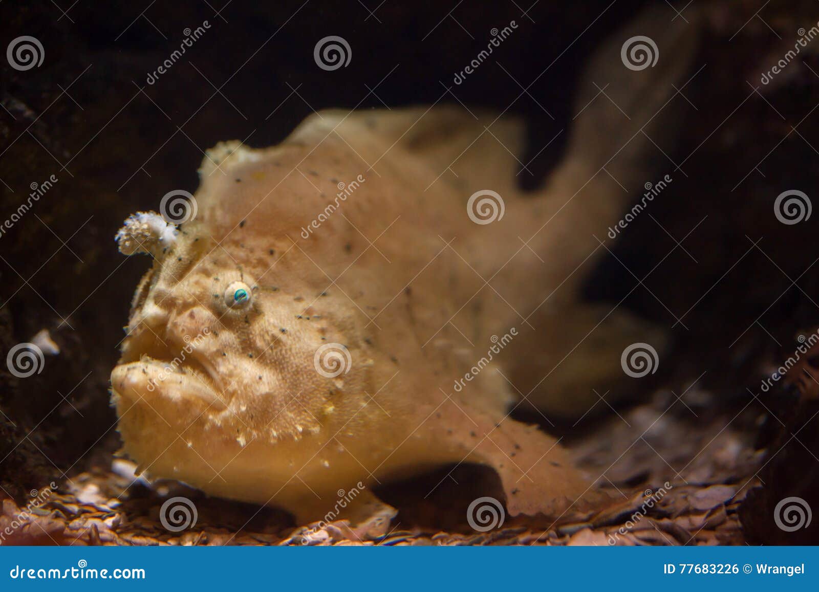 Striated Frogfish (Antennarius Striatus). Stock Photo - Image of life