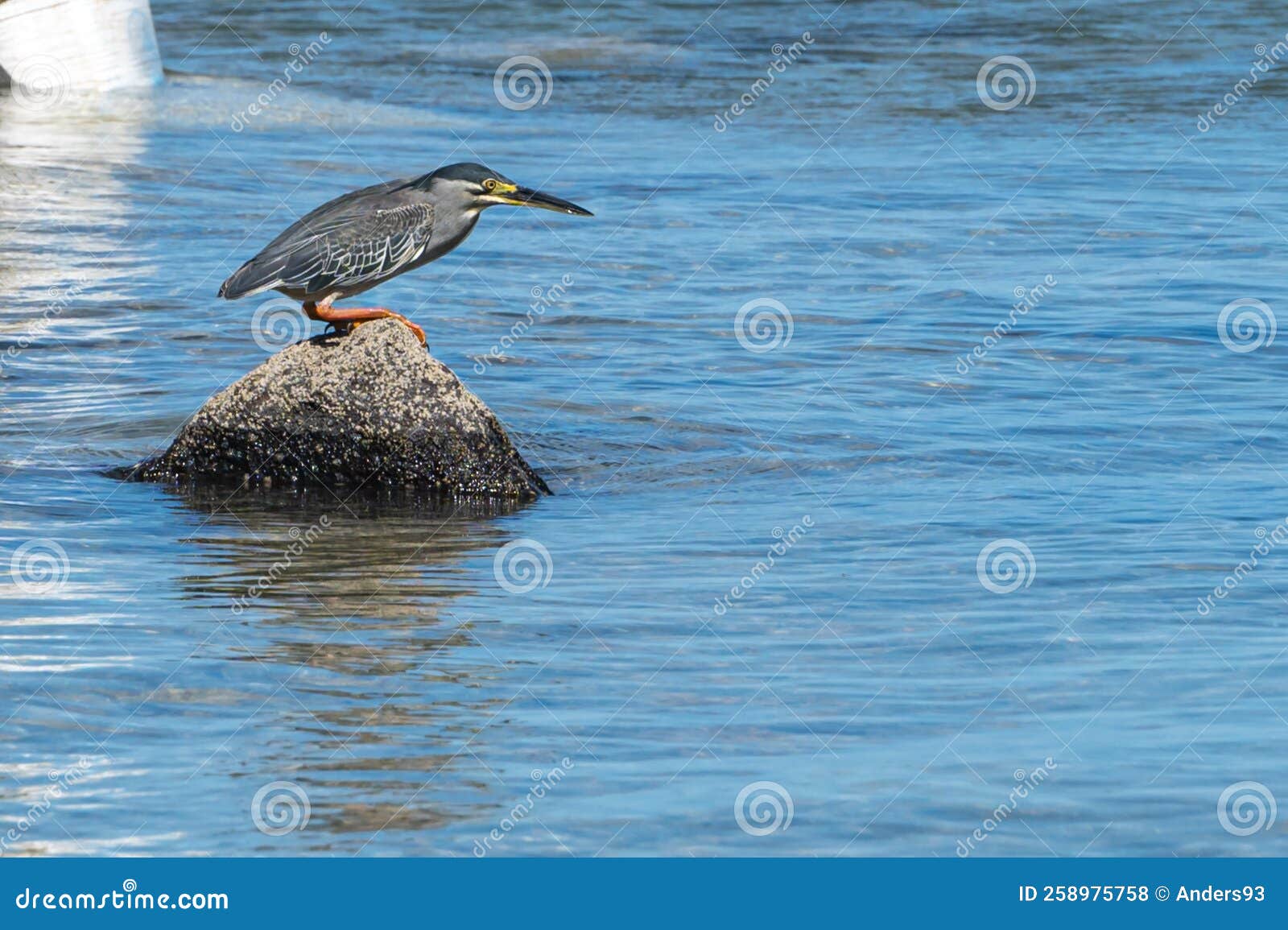 Striated Heron, Butorides Striata, Tombeau Bay, Mauritius Stock Photo
