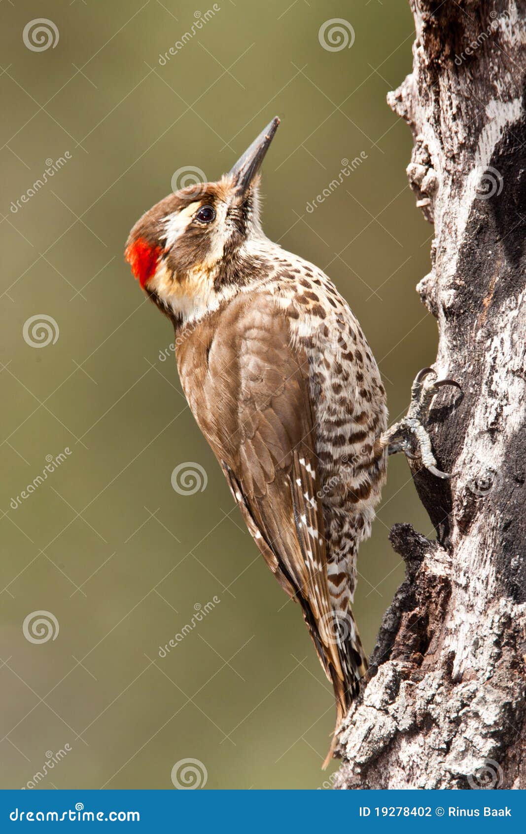 Strickland S (Arizona) Woodpecker Stock Photo Image of picoides