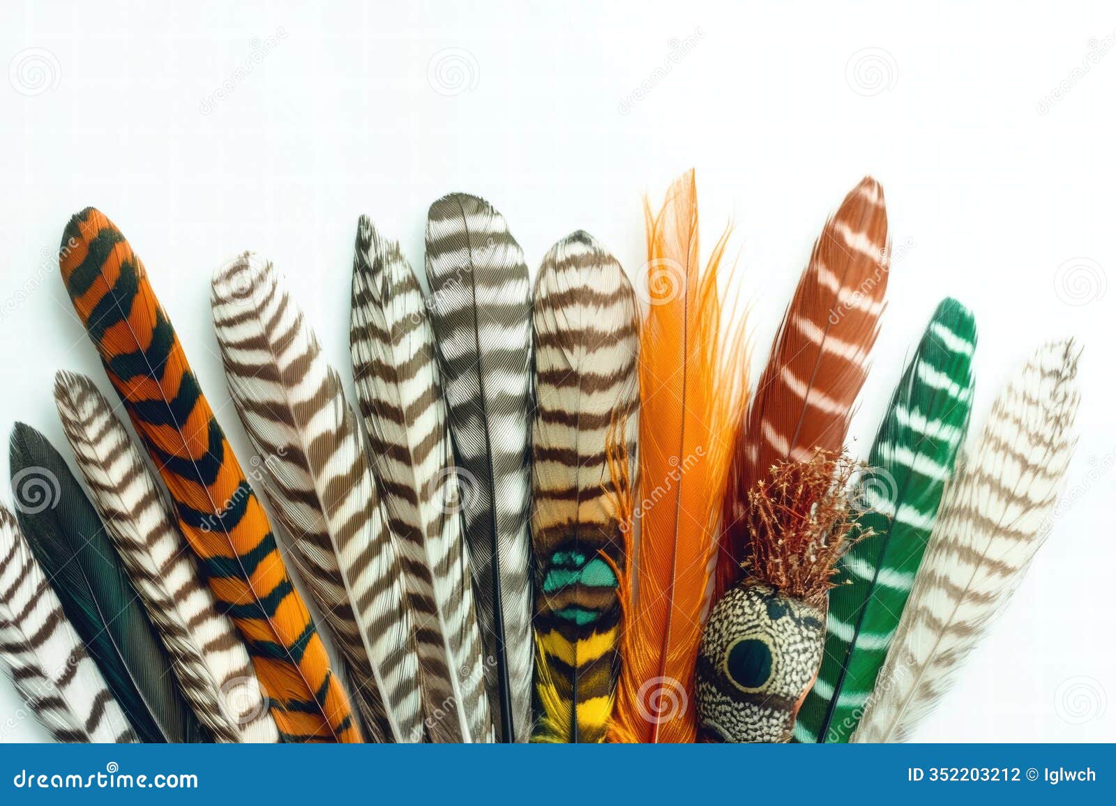 collection of exotic feathers showcasing vibrant colors and unique patterns