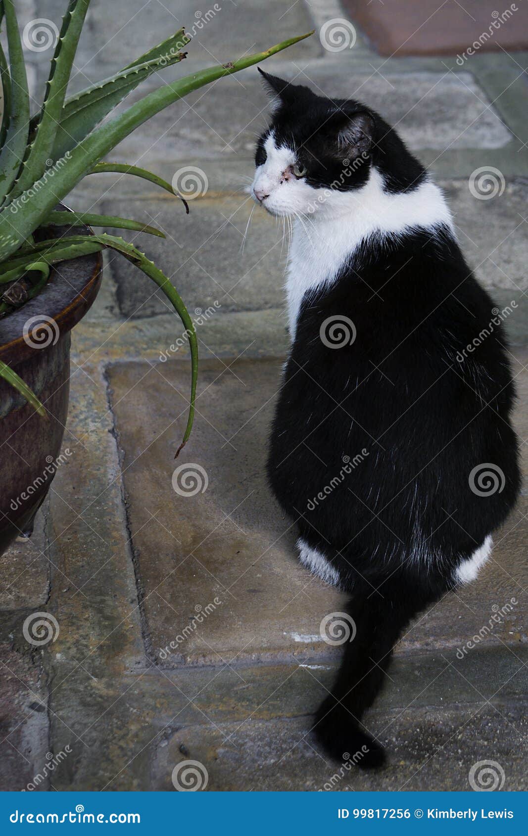 a black and white cat, one of the many at the six toe cat descendants at the ernest hemingway home in key west, florida.