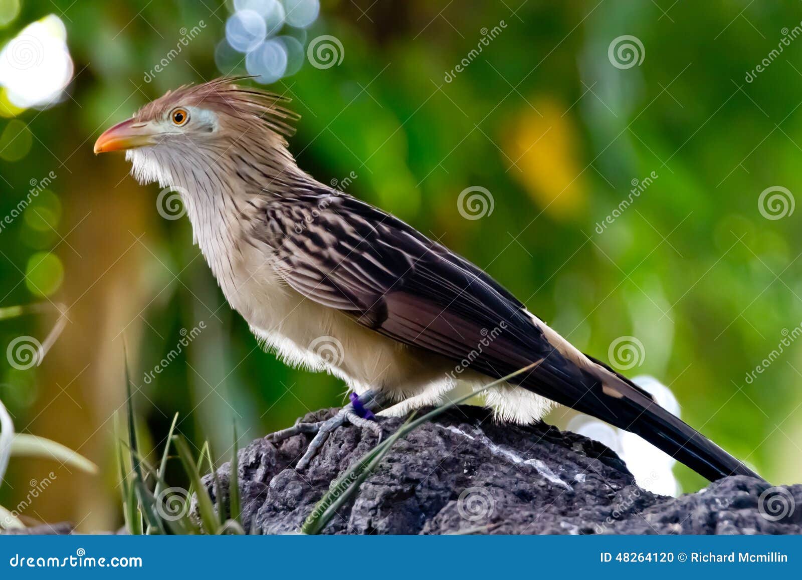 a striking closeup pose of a guira cuckoo bird.