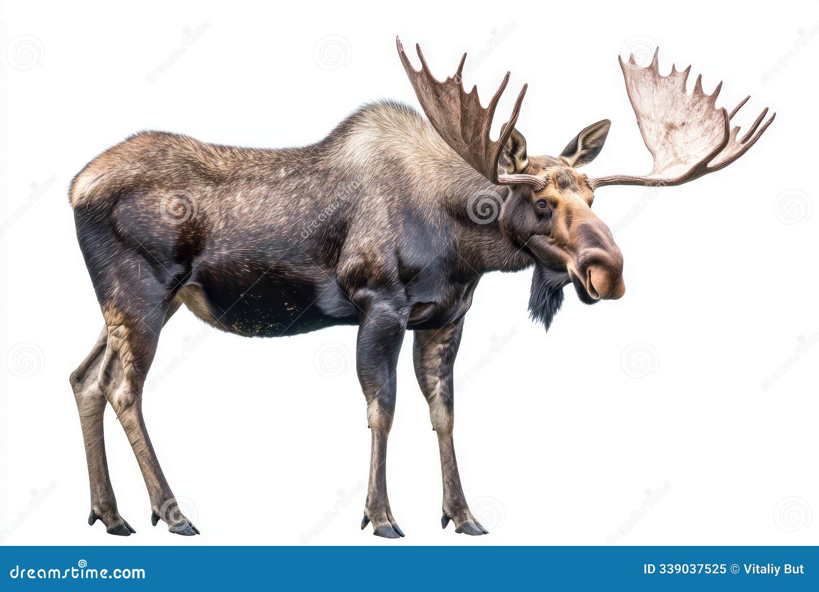 striking creature, with its expansive antlers fully displayed, stands in serene isolation, embodying the spirit of the