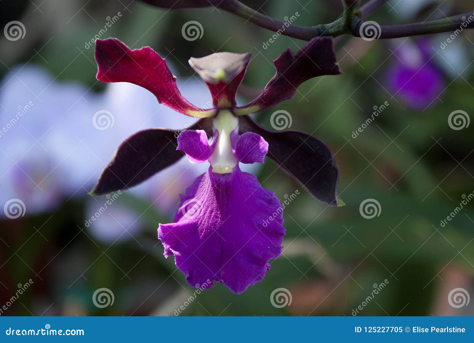 Striking Deep Purple and Mauve Fragrant Oncidium Orchid Flower Stock Image  - Image of bloom, colors: 125227705