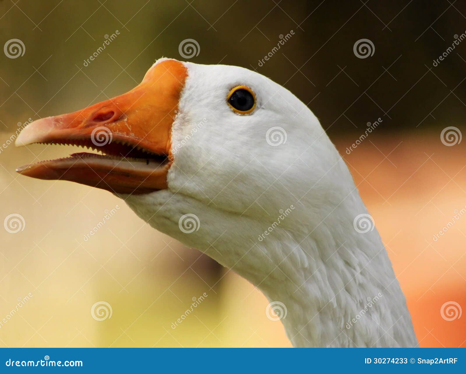Striking Goose Head Open Beak Closeup Stock Image Image of birds