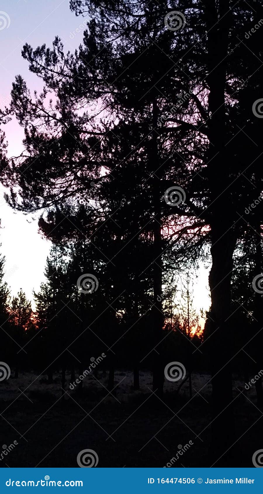 Striking Pink and Red Sunset with Pine Tree Silhouettes Stock Photo