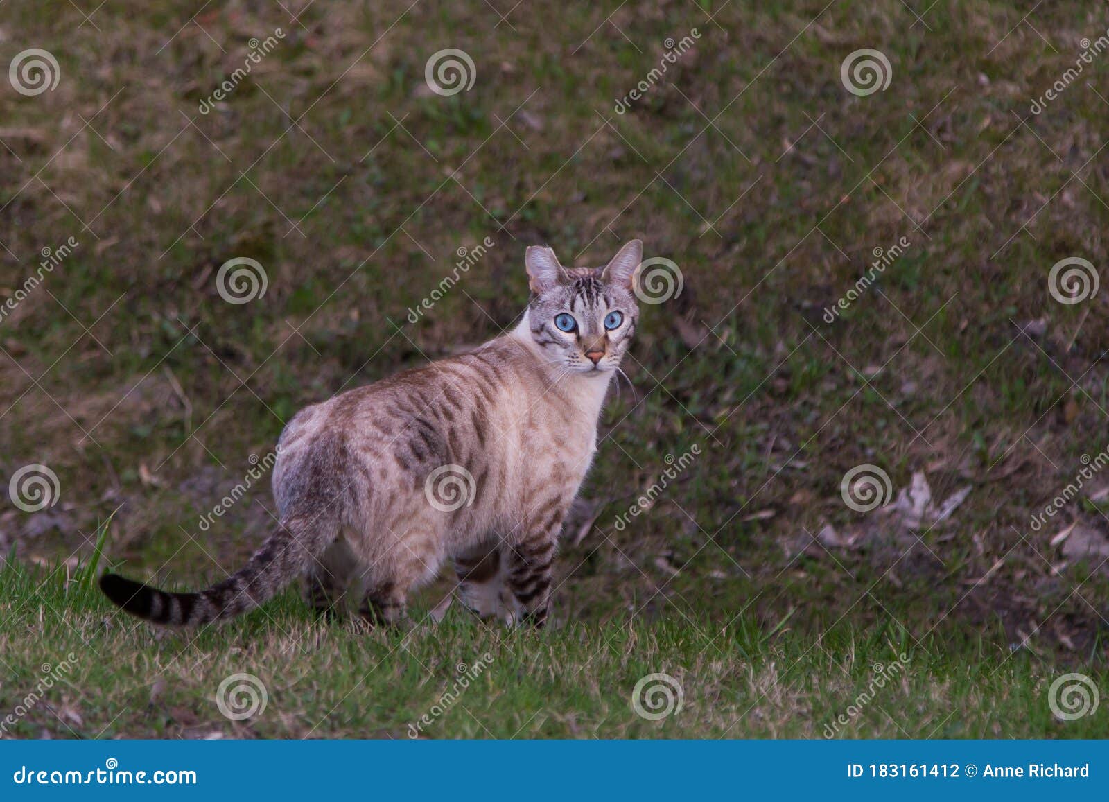 striking rare ojos azules spotted cat with part of right ear missing looking back