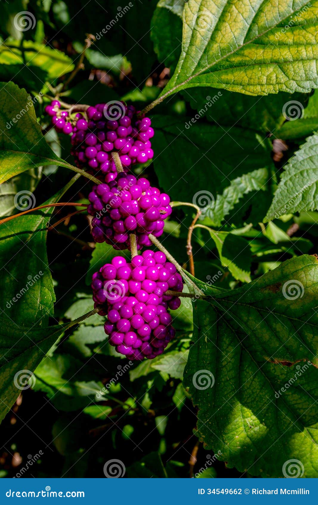 A String Of Beautiful Bright Purple Berries Stock Photo