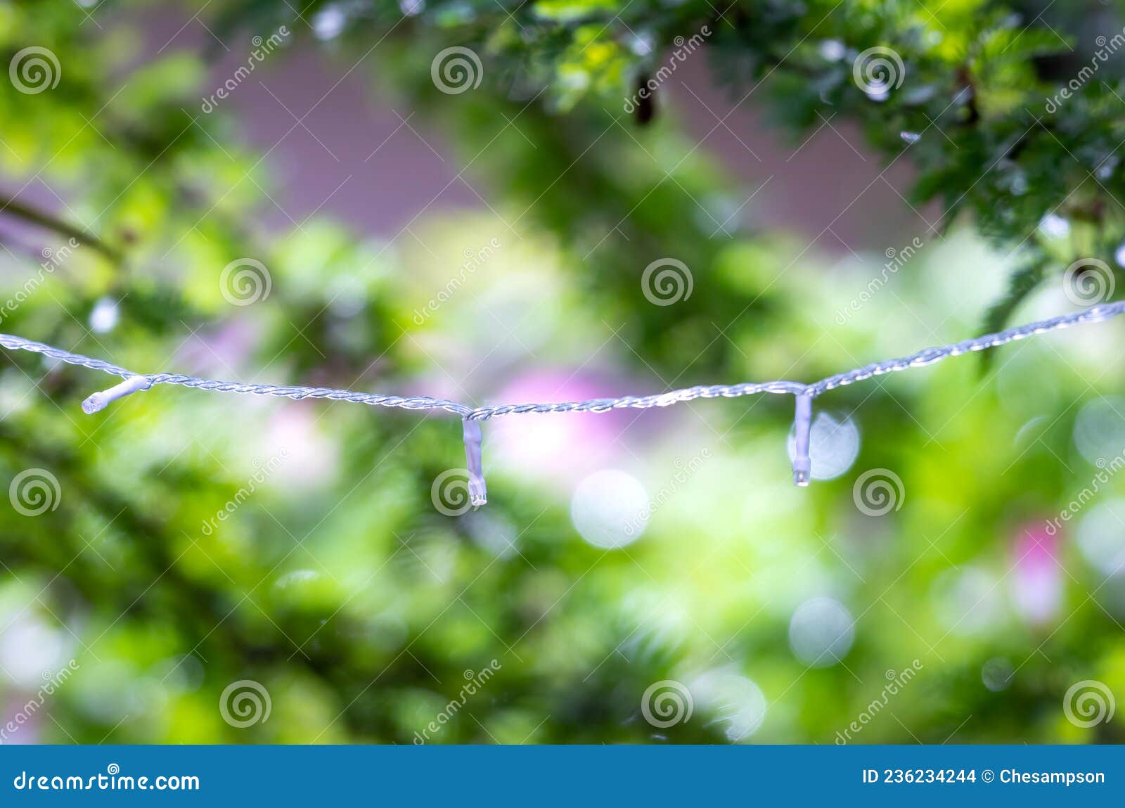String of Christmas Lights Hanging from a Tree during Daylight and a