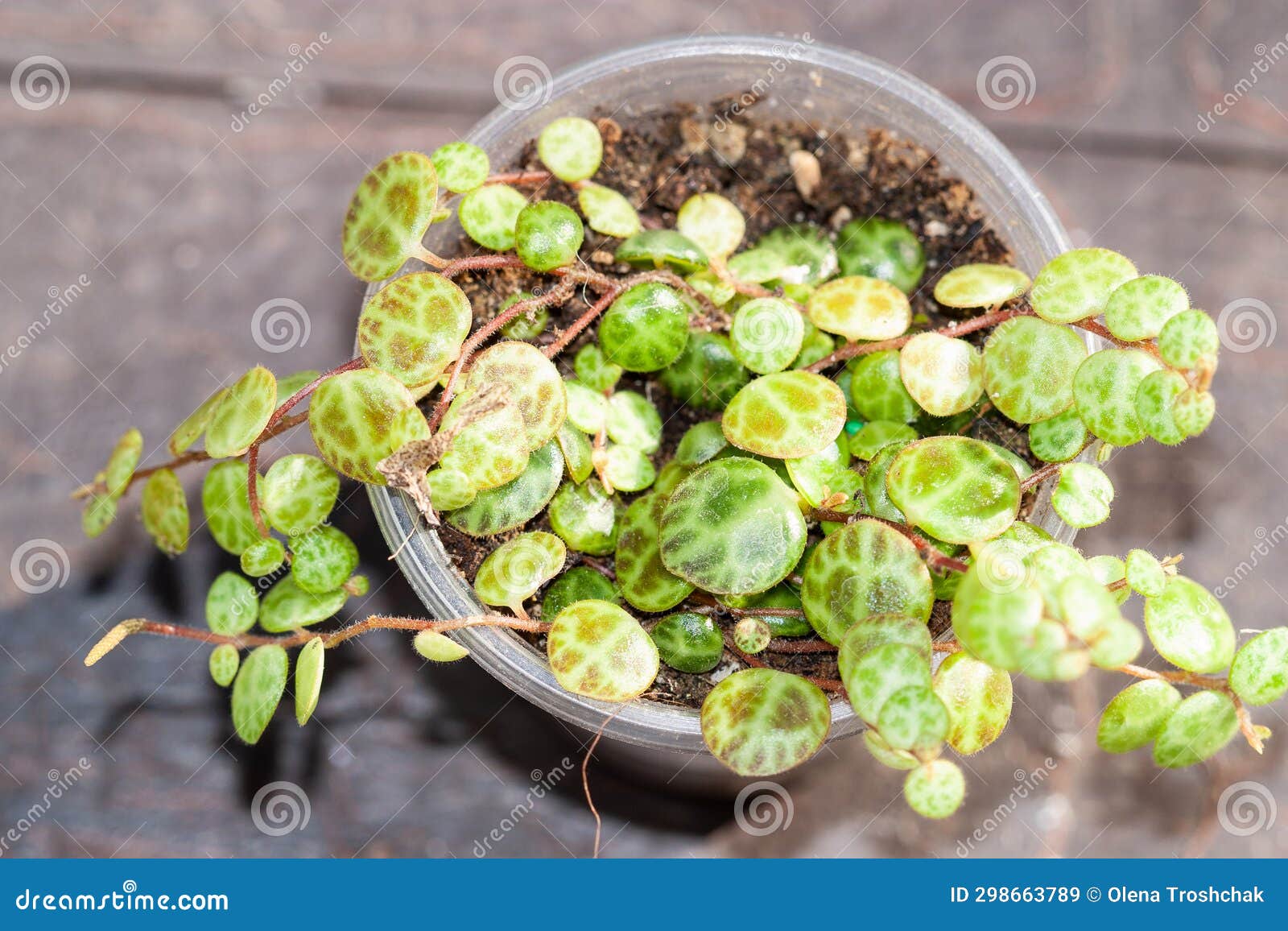 String Of Turtles Plant Uk