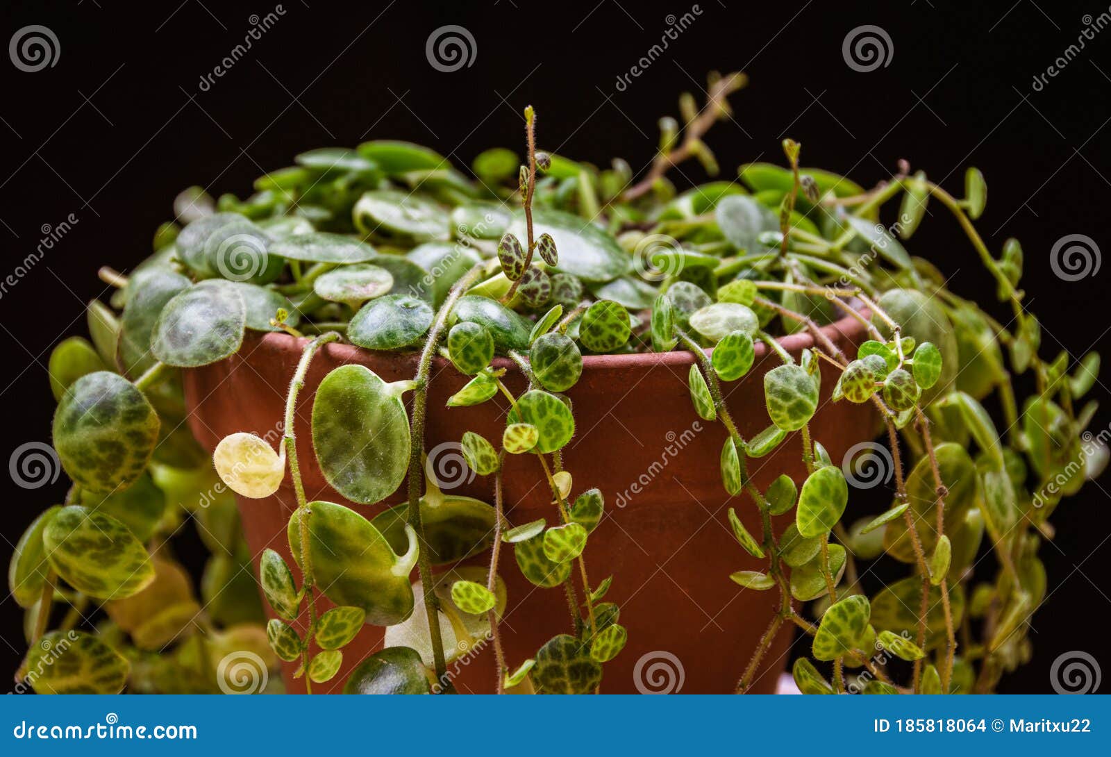 'string of turtles' plant peperomia prostrata on a dark background