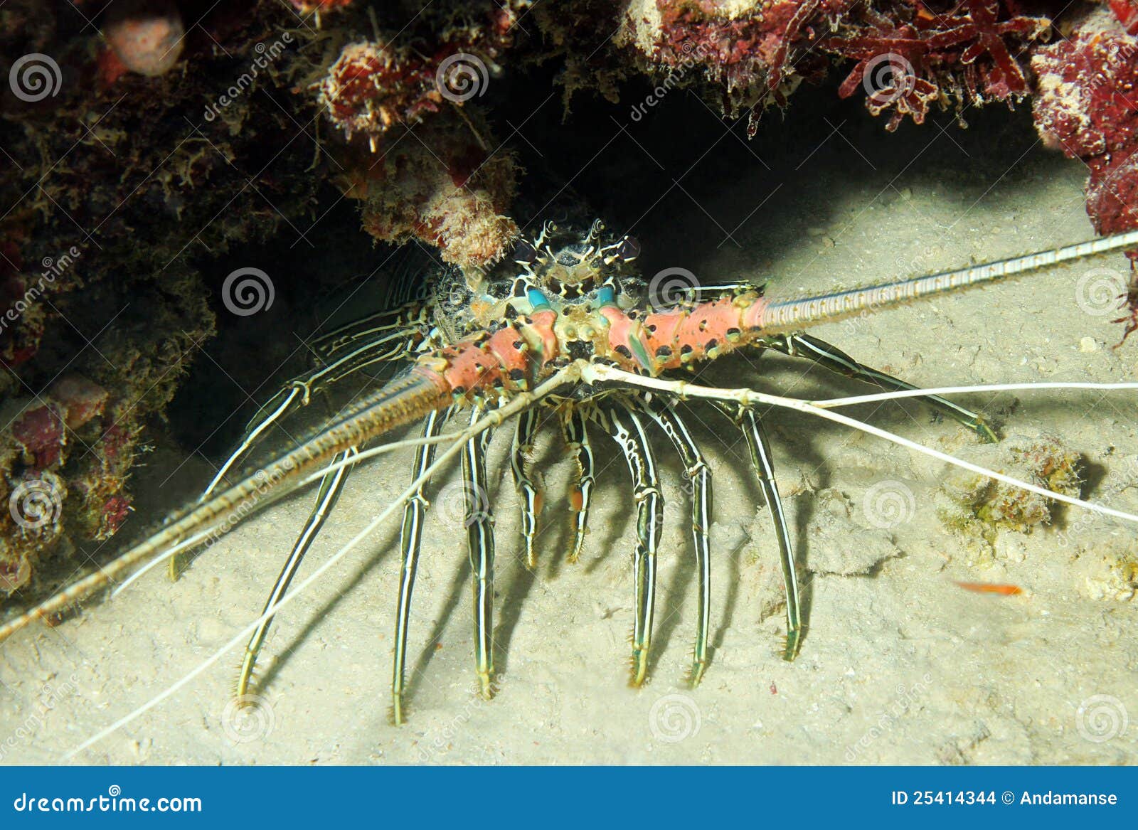 Stripeleg Spiny Lobster stock photo. Image of crustaceans 25414344