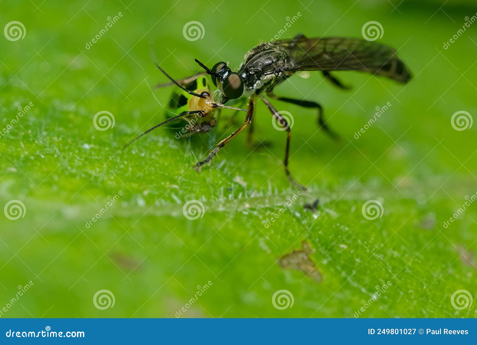 stripe-legged robber fly - dioctria hyalipennis