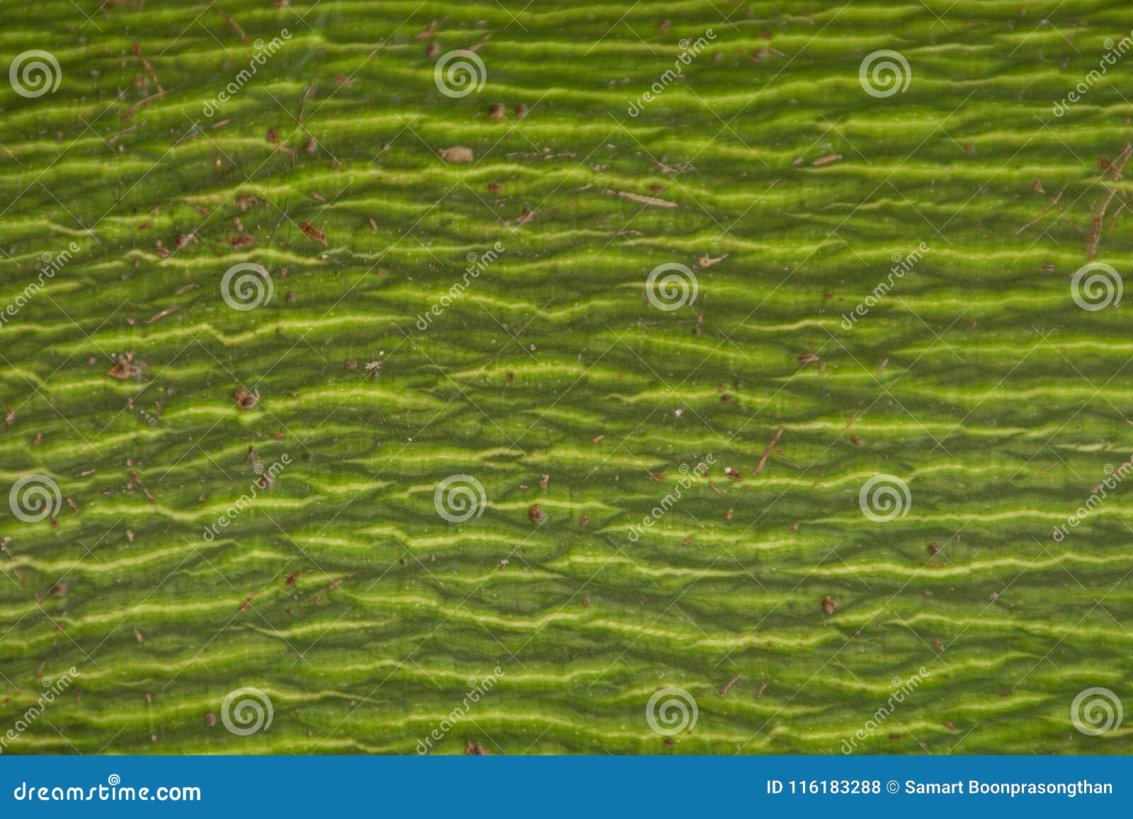 The Striped Bark. Use As Background Patterned Wood Variety, Varies ...