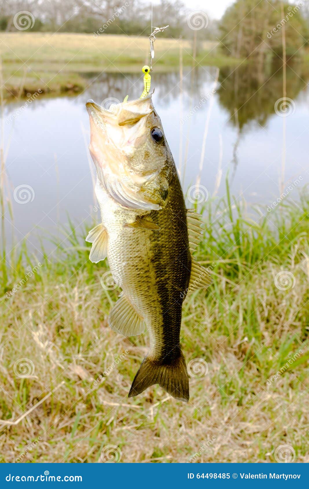 Striped Bass or Big Mouth on a Hook with a Jig Stock Image - Image of stripe,  reflection: 64498485