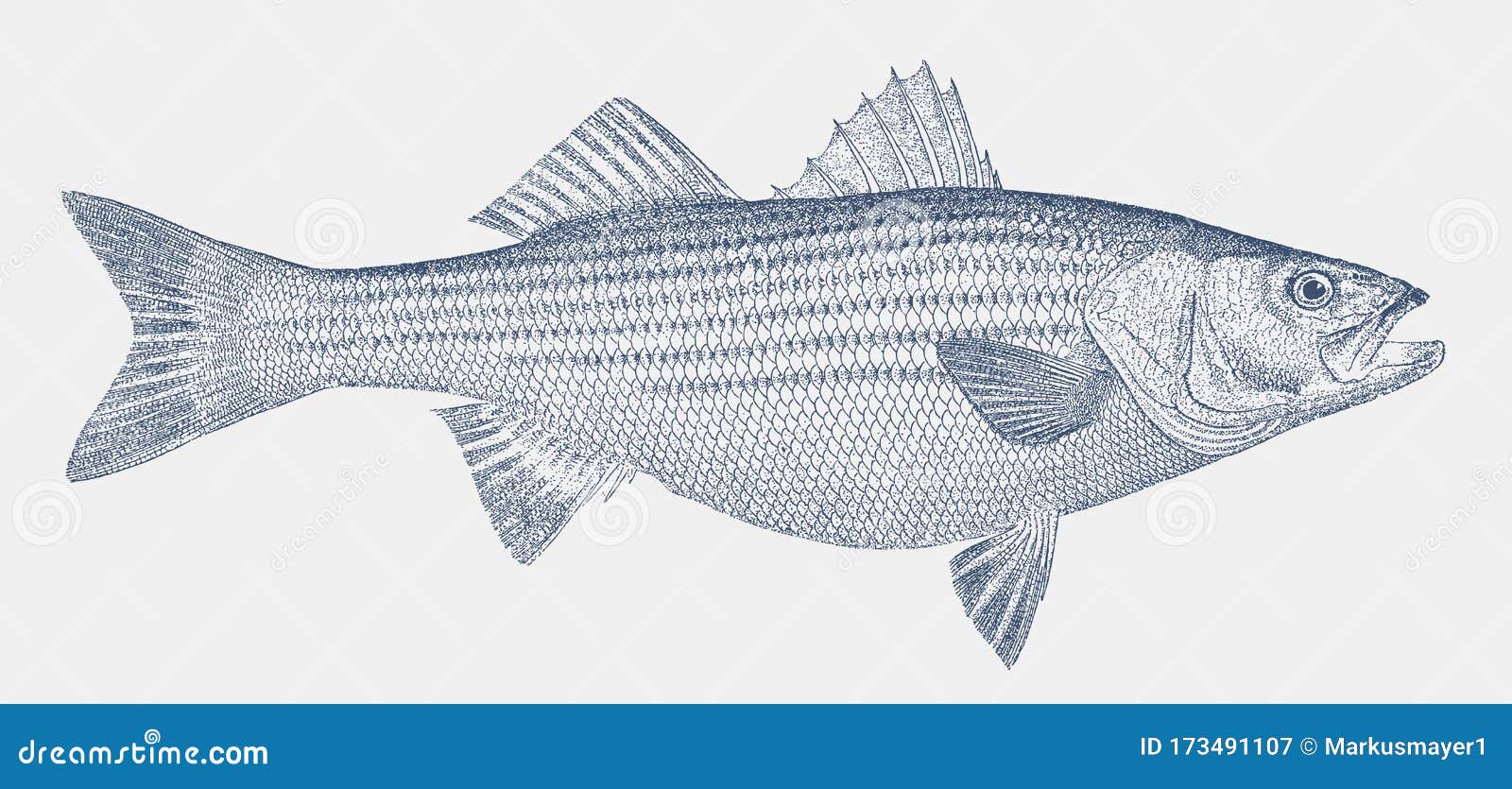 Striped Bass Fish Stock Illustrations – 604 Striped Bass Fish