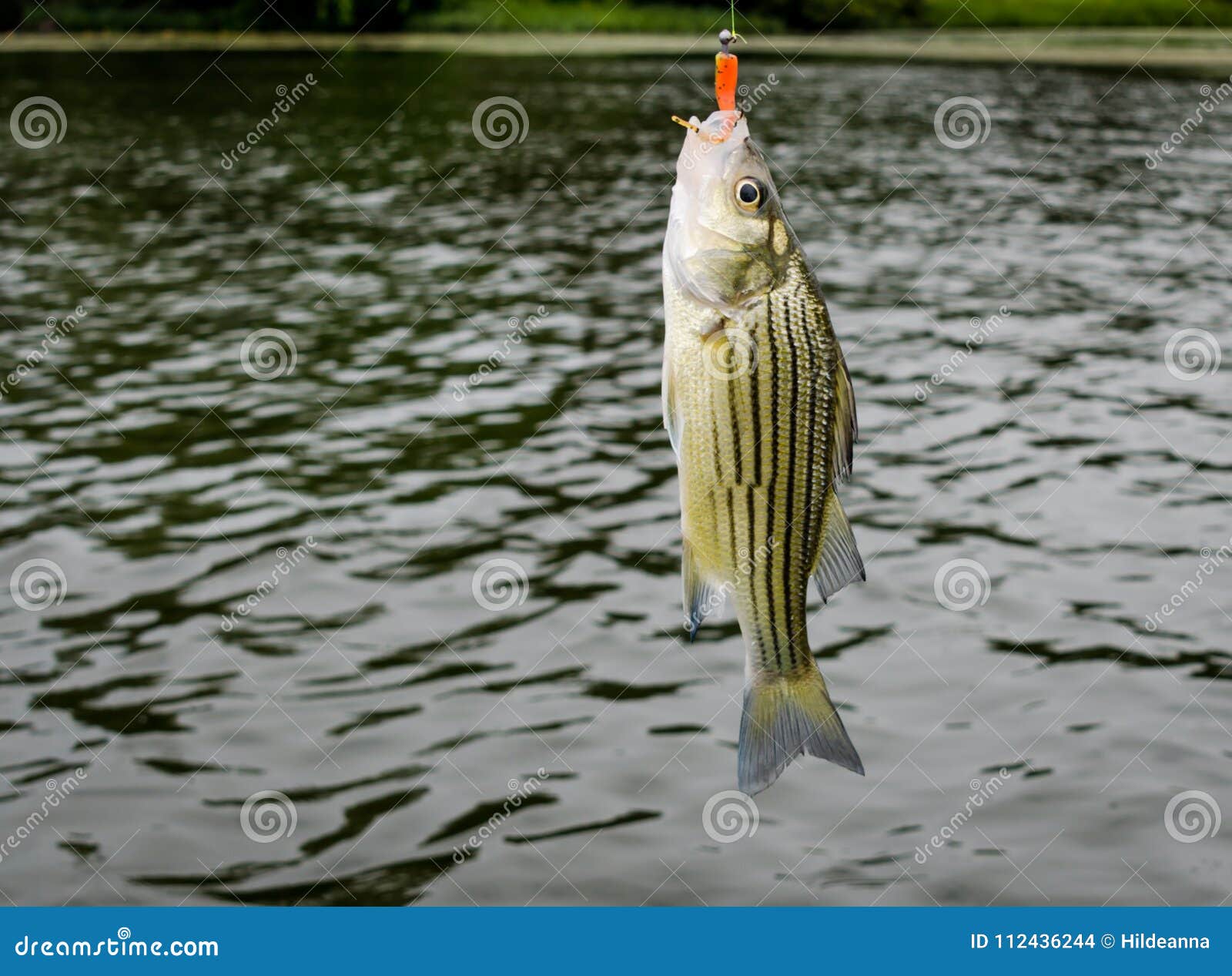 Striped Bass Fish Caught on the Line Stock Photo - Image of leisure,  lineside: 112436244