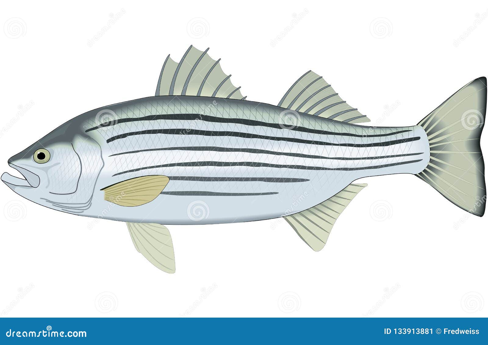 Striped Bass Stock Illustrations 842 Striped Bass Stock Illustrations