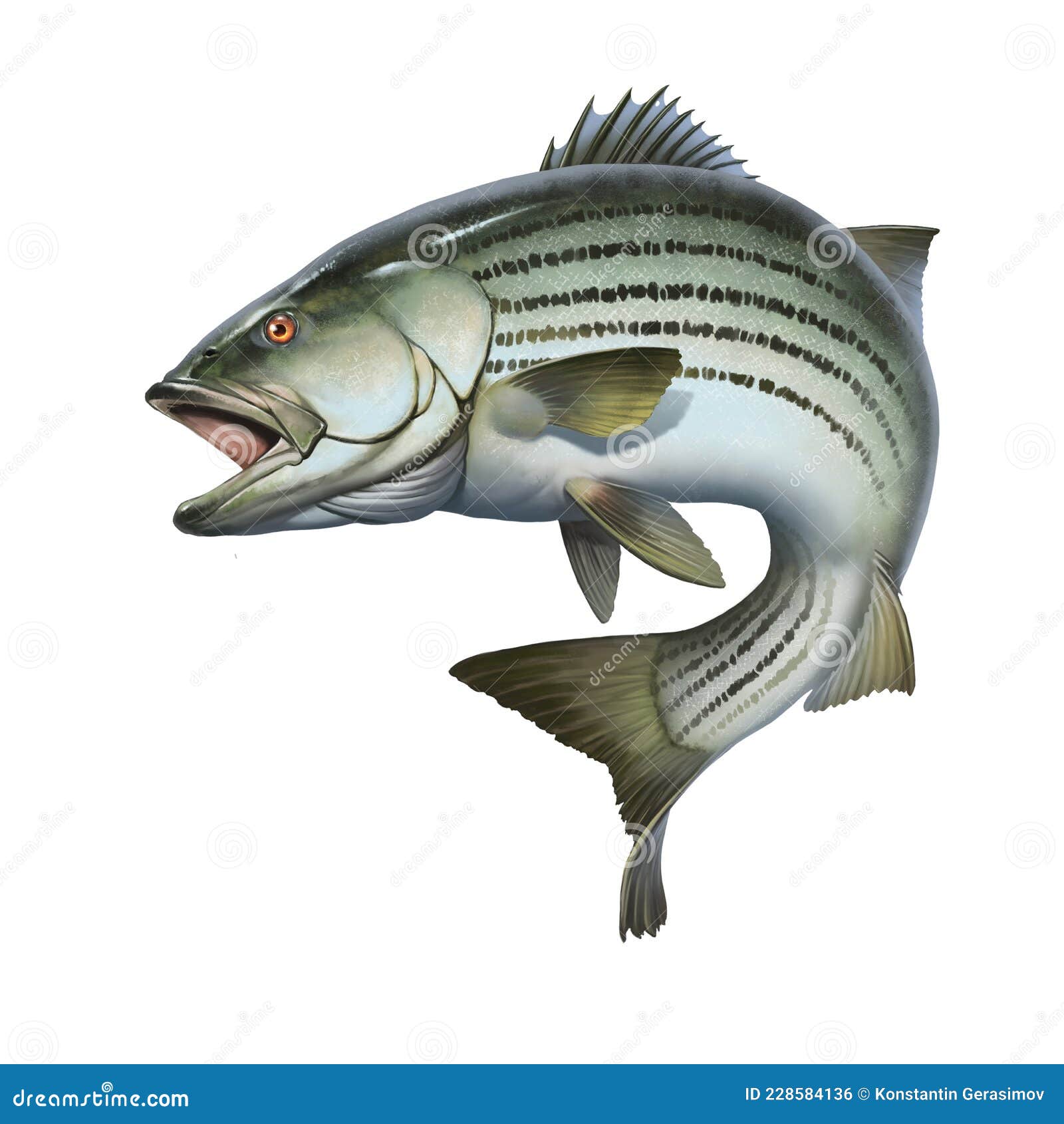 Striped Bass