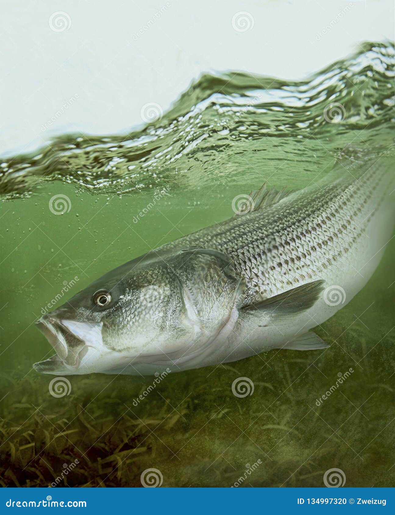 striped bass striper saltwater fish