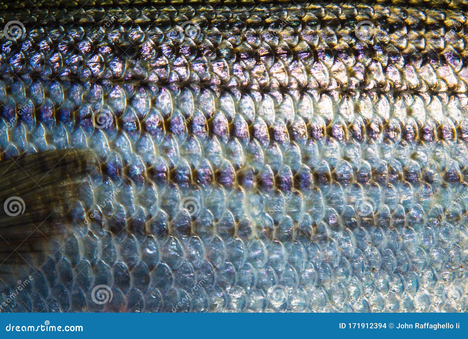 Striped bass pattern stock photo. Image of photograph - 171912394