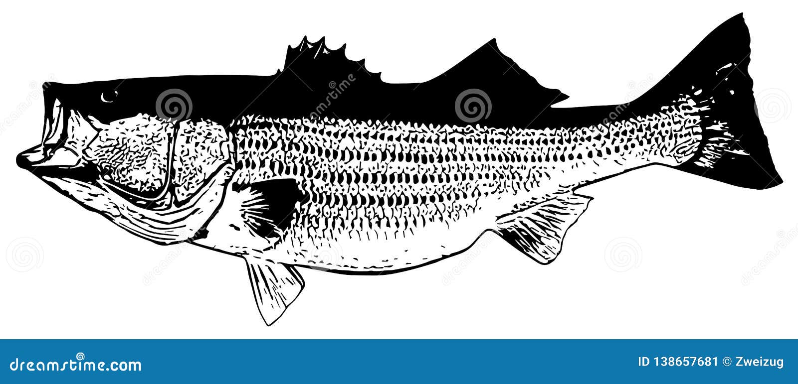 striped bass striper fish fishing on white background