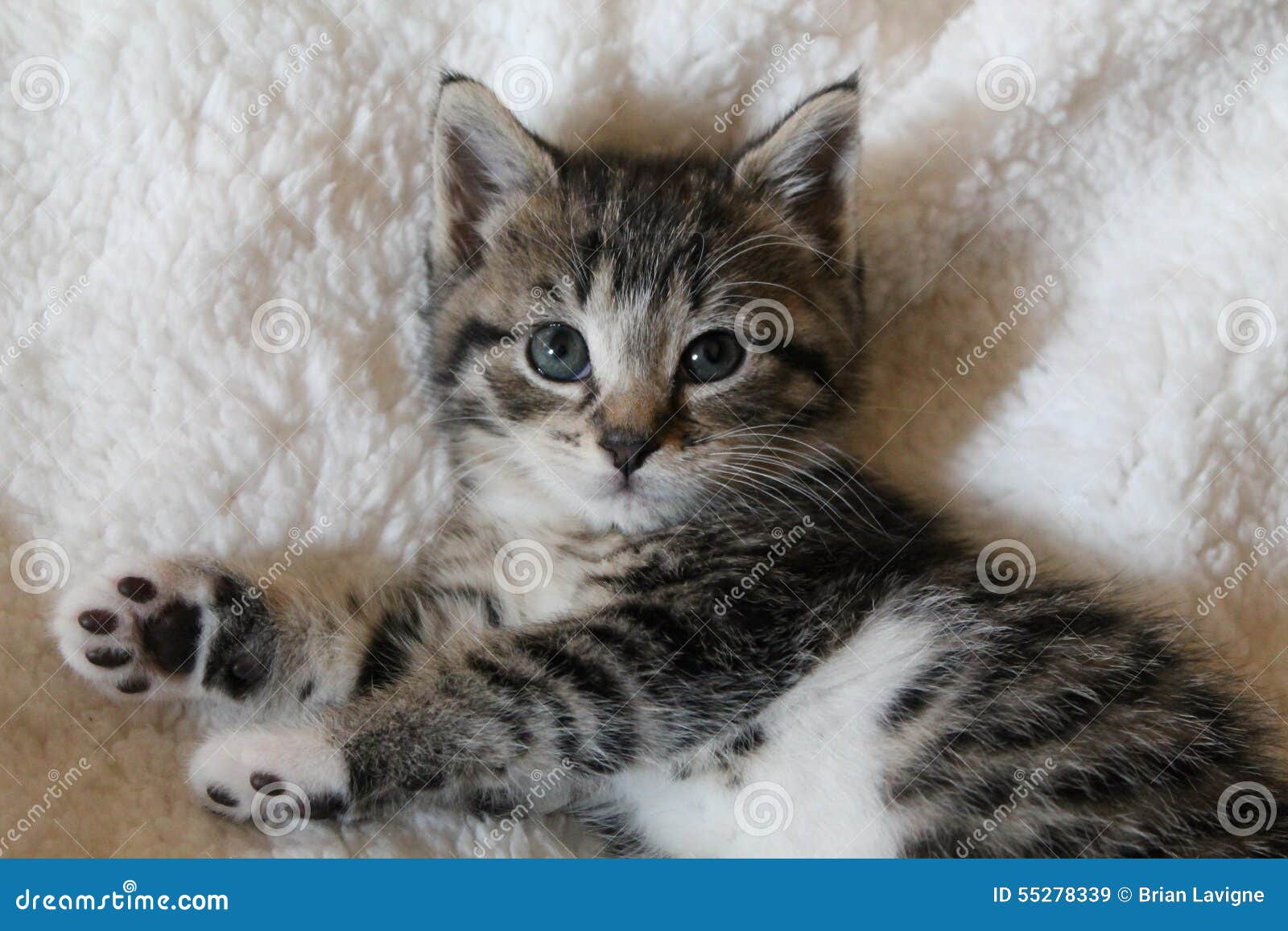 calico tabby kitten