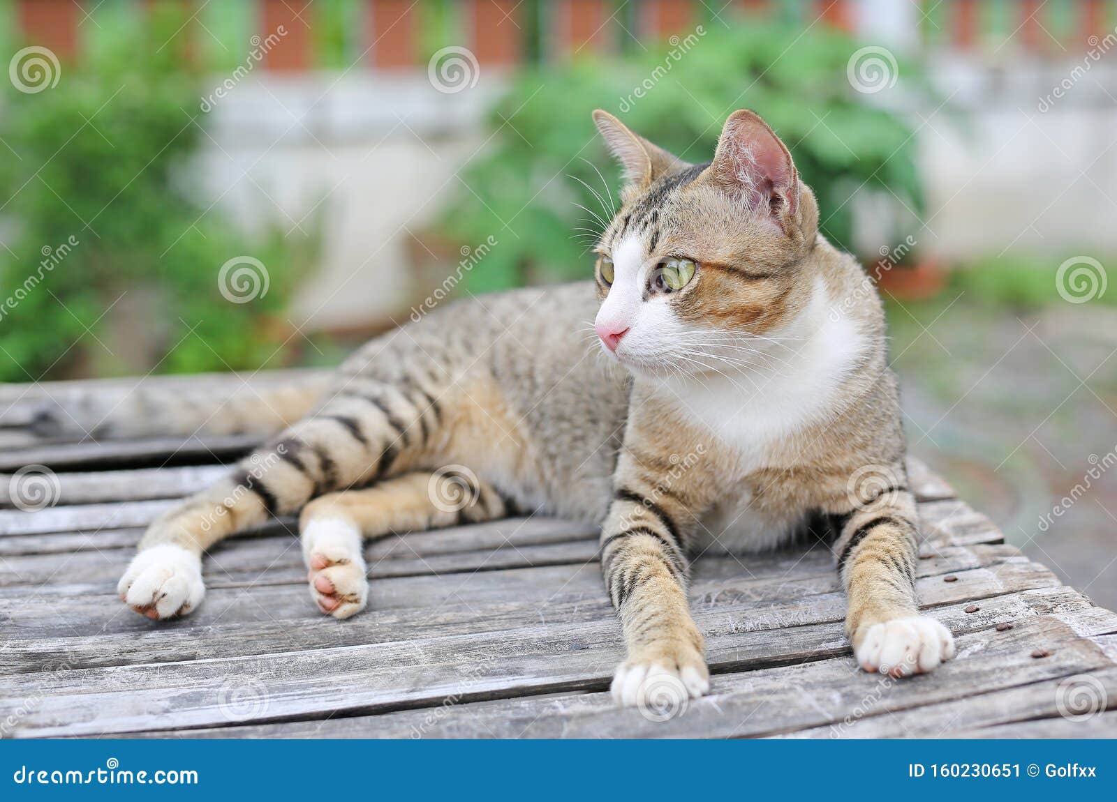 striped asian cat