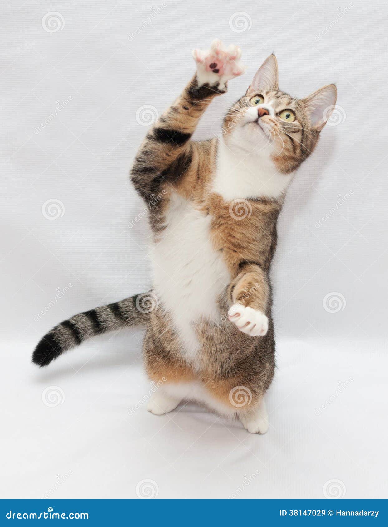 Striped Cat Sitting on Its Hind Legs, Swinging the Front Paw Stock Image Image of green