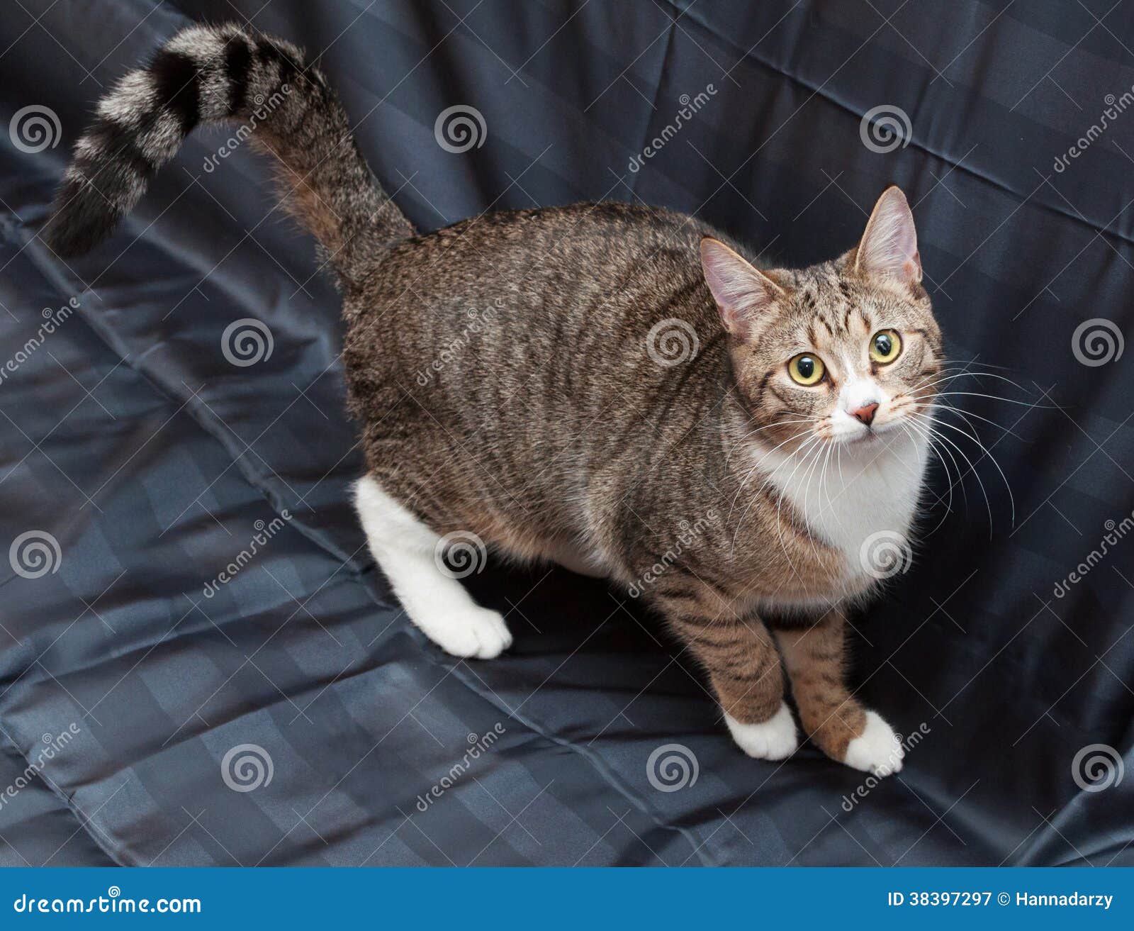 Striped Cat Standing, Bent Tail Stock Image Image of mammal, domestic