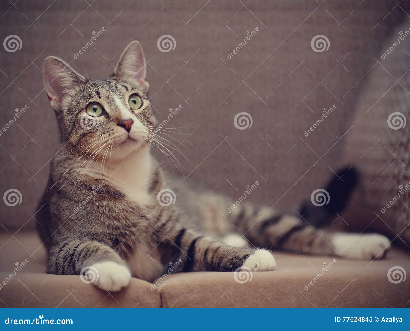 The Striped Cat with White Paws Stock Image Image of purebred