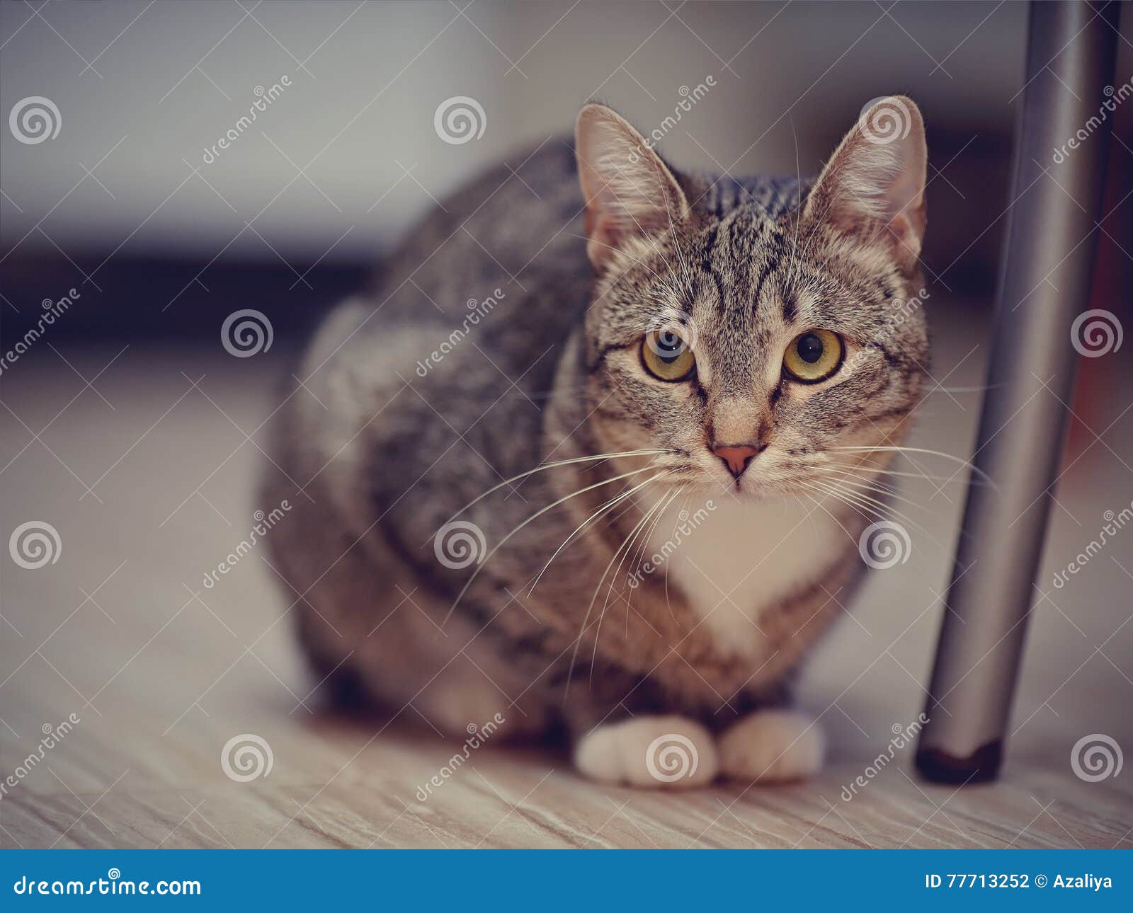 The Striped Cat With White Paws Stock Photo Image Of Breed Purr