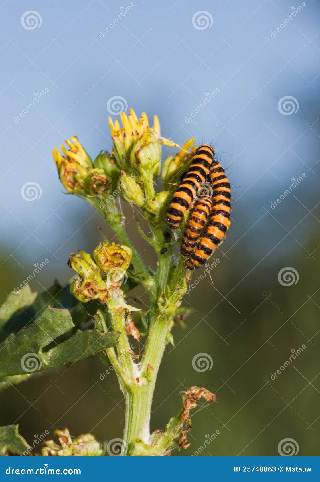 Striped Caterpillars Eating Yellow Flower Stock Image Image of
