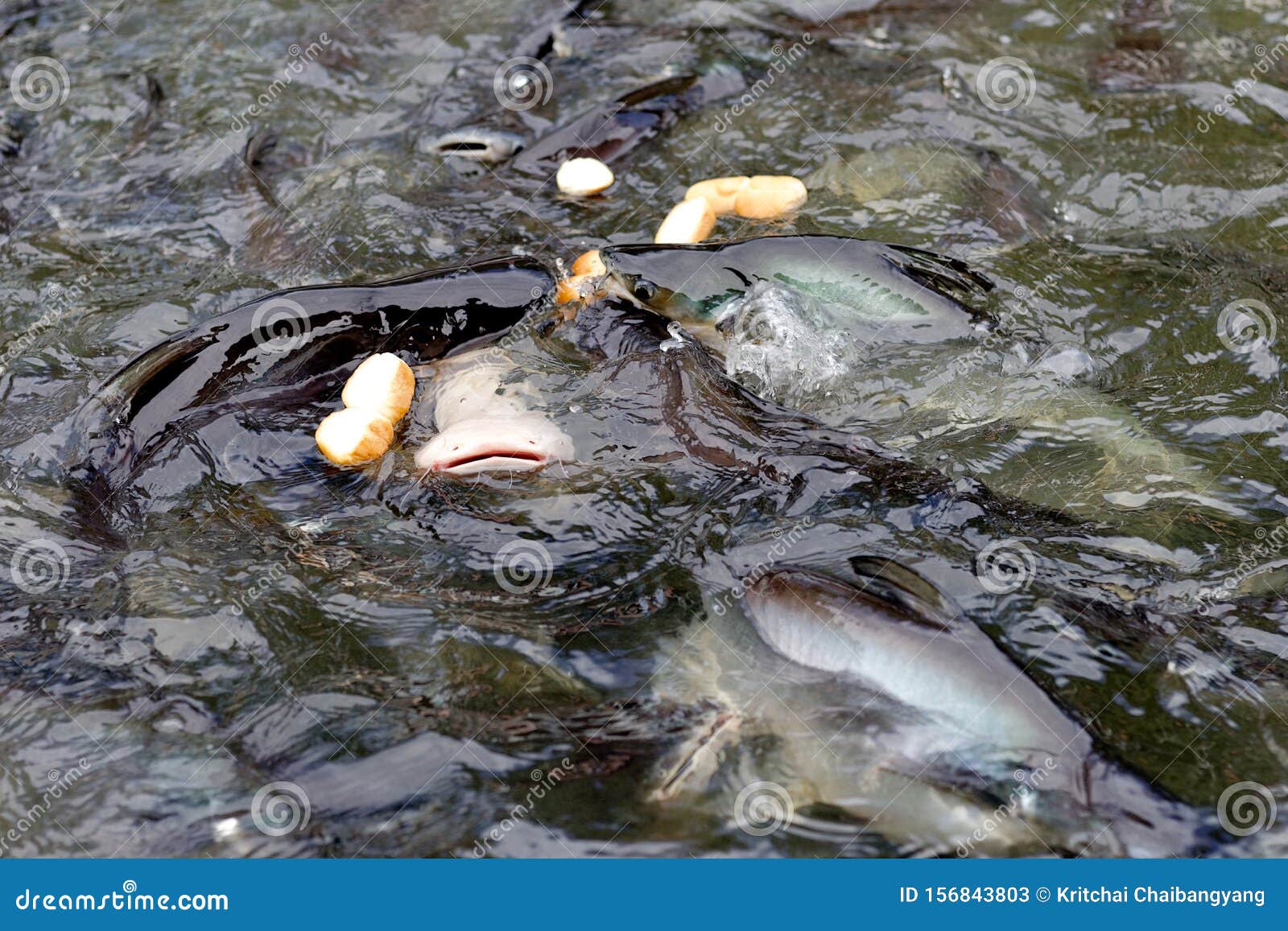 Striped Catfish Scrambling To Eat Bread in Water Stock Image Image of