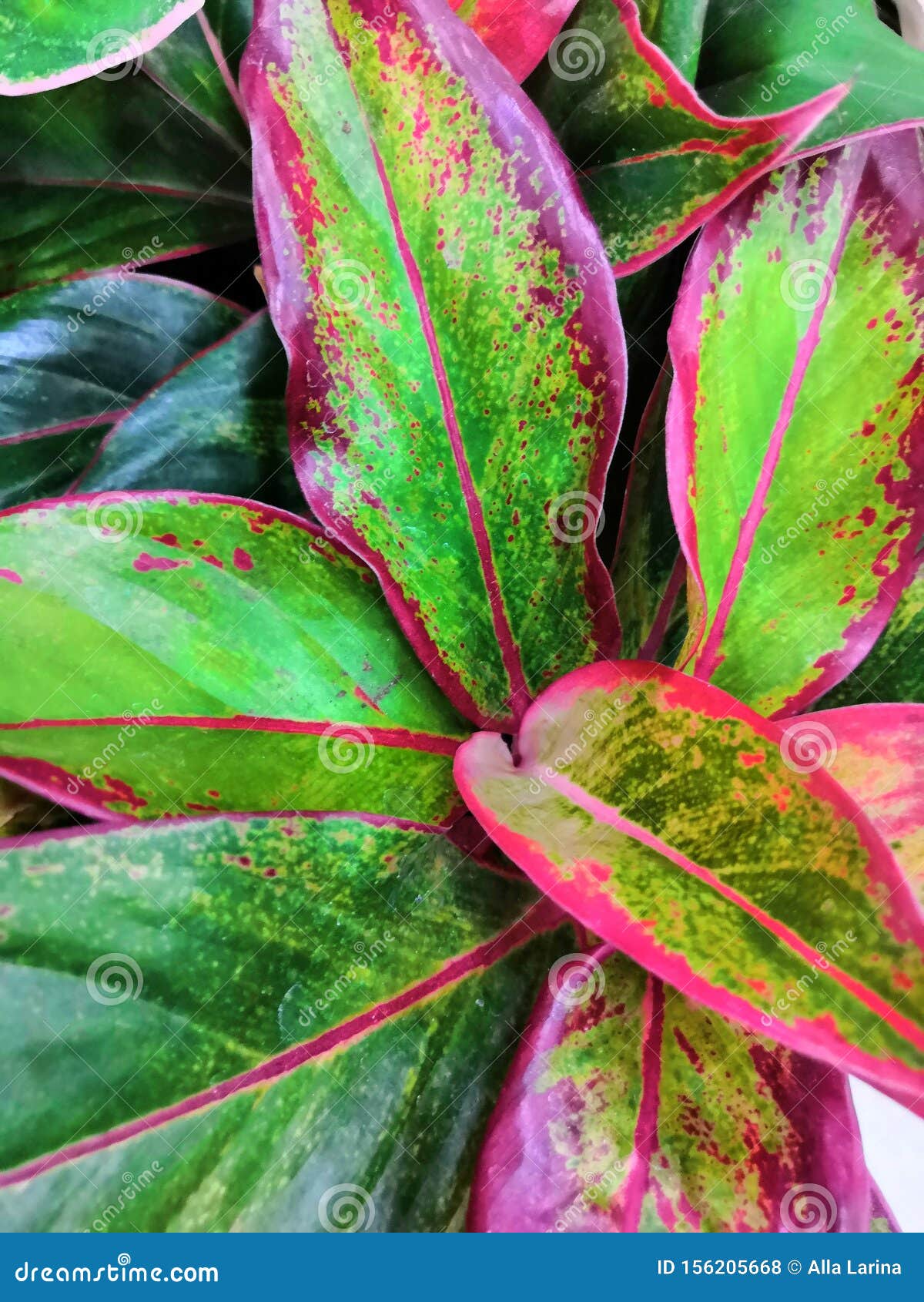 Striped Colorful Bright Beautiful Leaves Calathea Tropical Plants