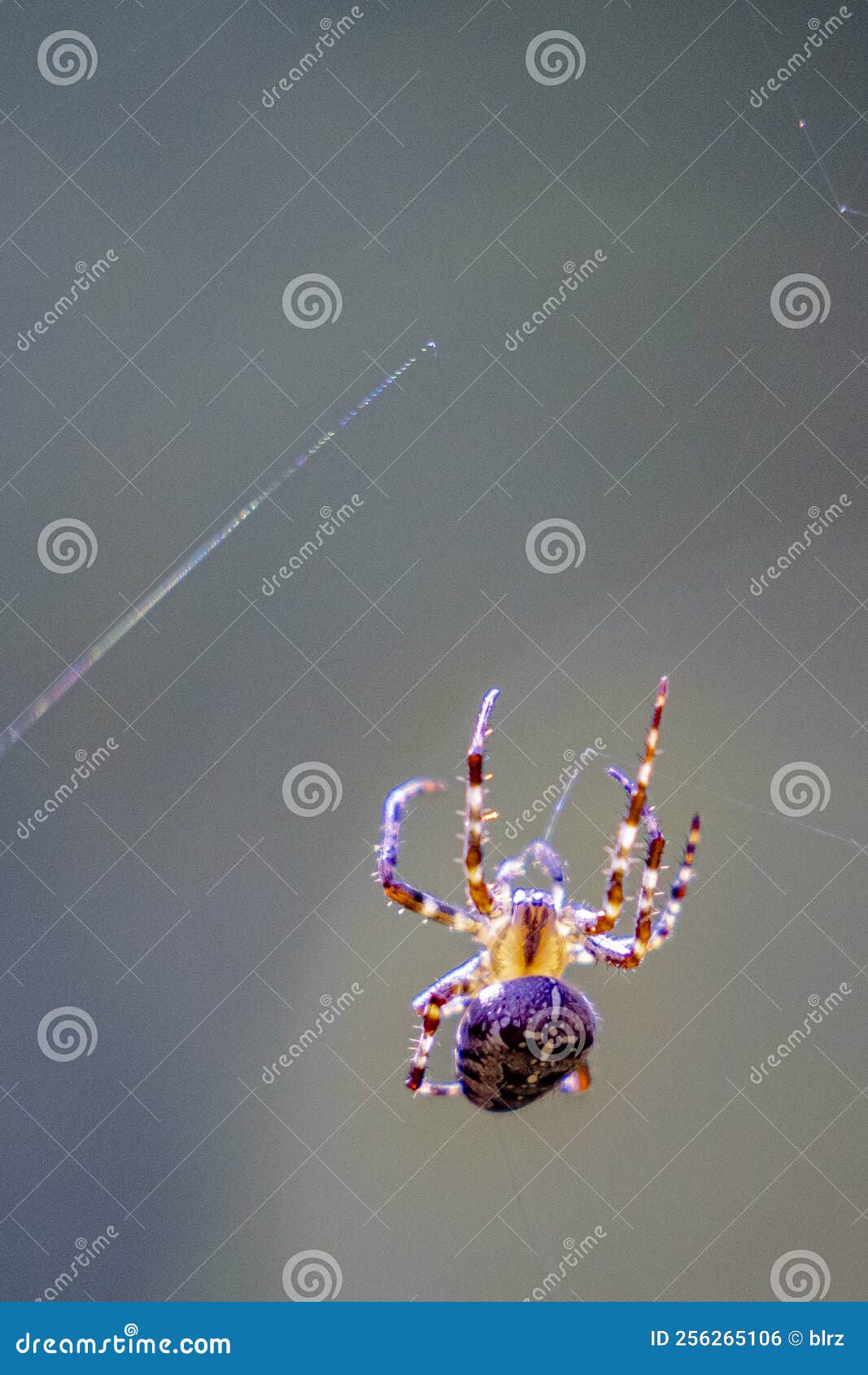 close-up picture of colorful weaver spider  on gray background.