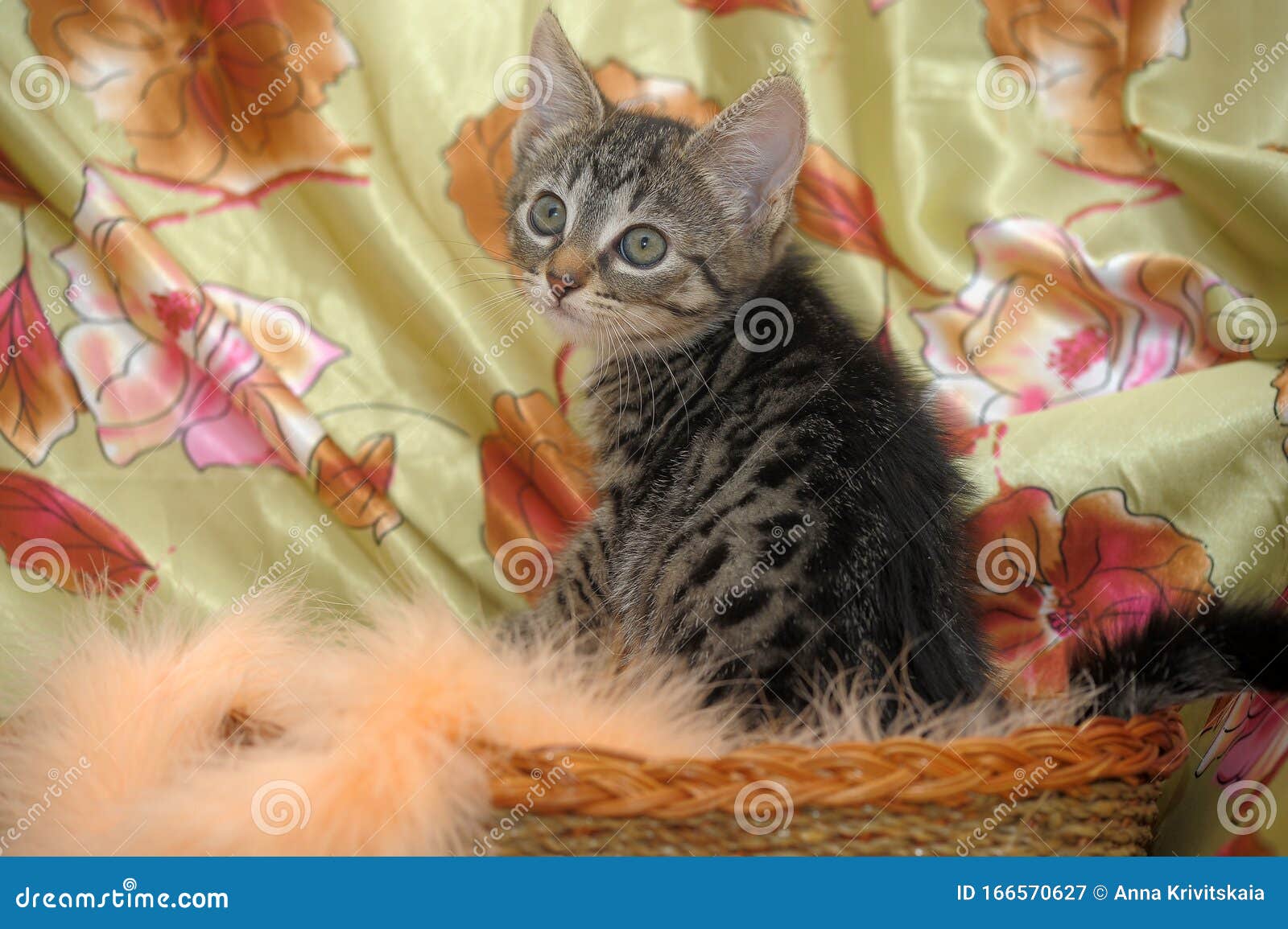 Cute Kitten in a Wicker Basket Stock Image Image of beautiful, baby