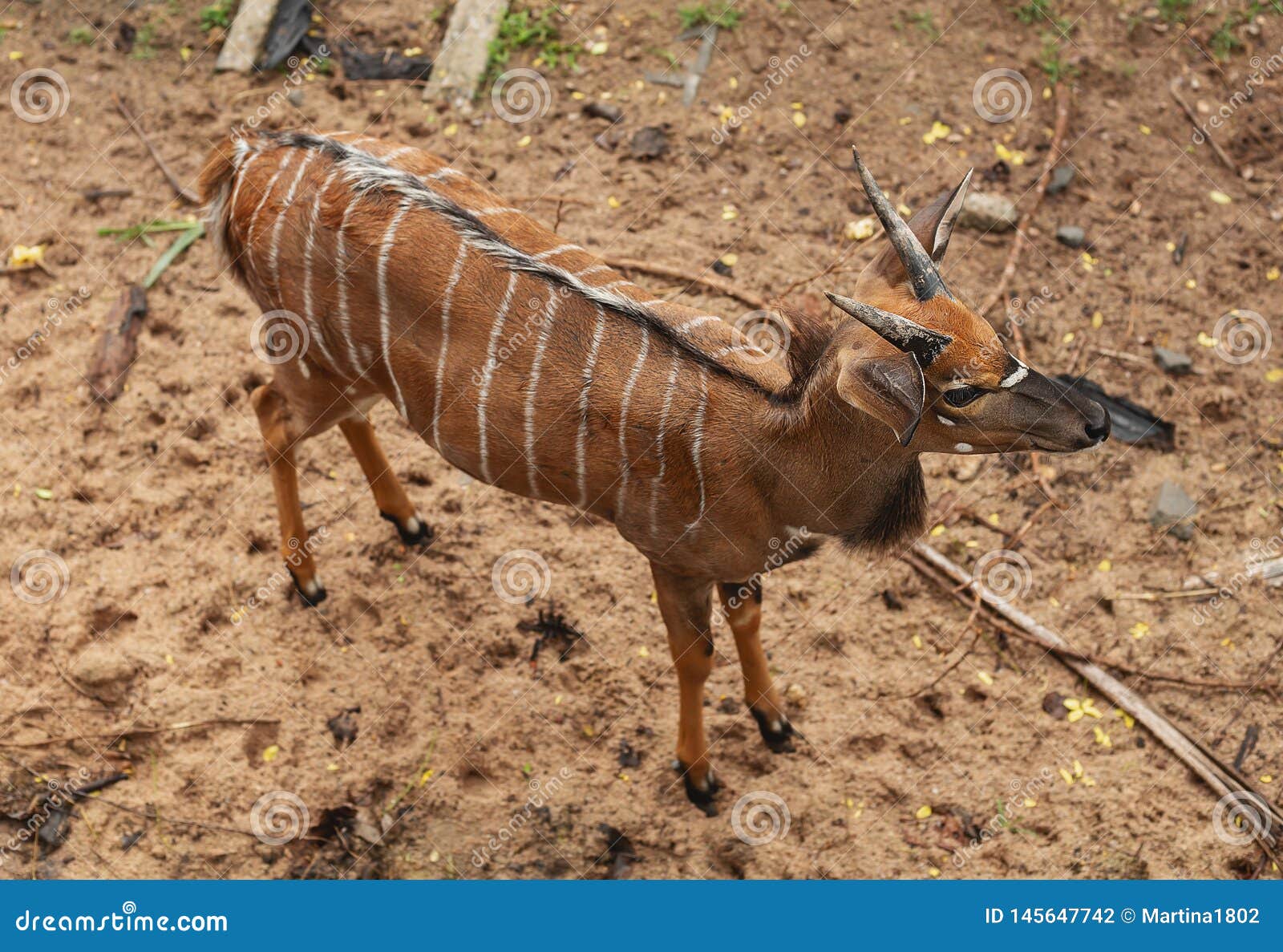 Striped deer in the zoo stock photo Image of wild background 145647742 Striped deer in the zoo stock photo Image of wild background 145647742