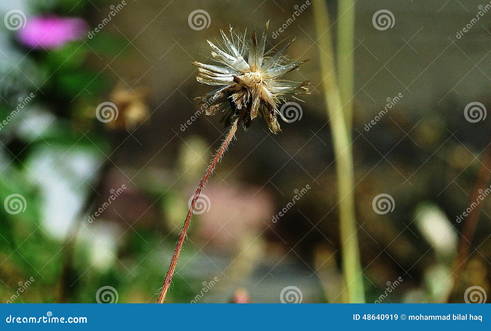 Striped Diagonally stock image. Image of spiked, weed 48640919