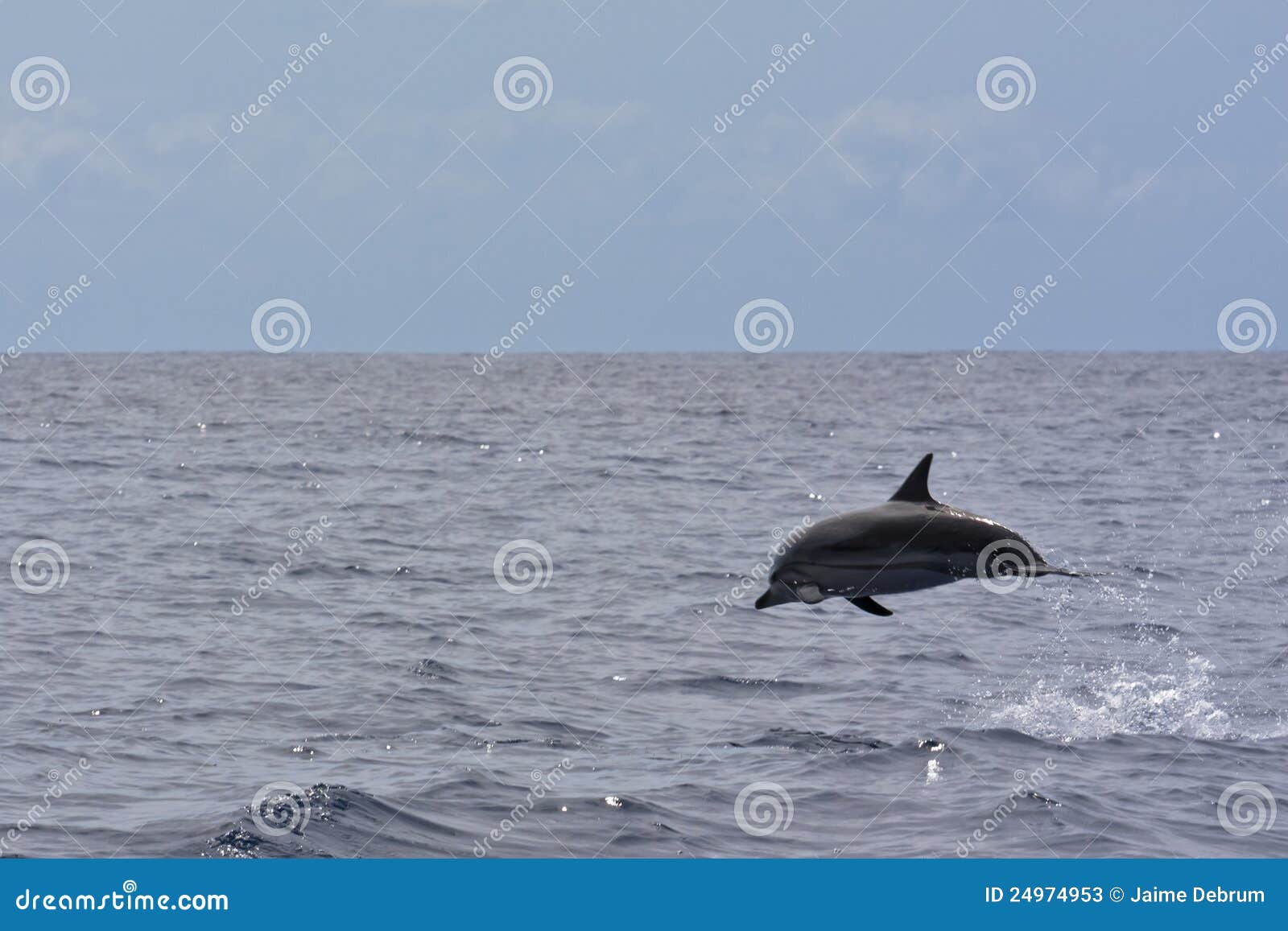 striped dolphin