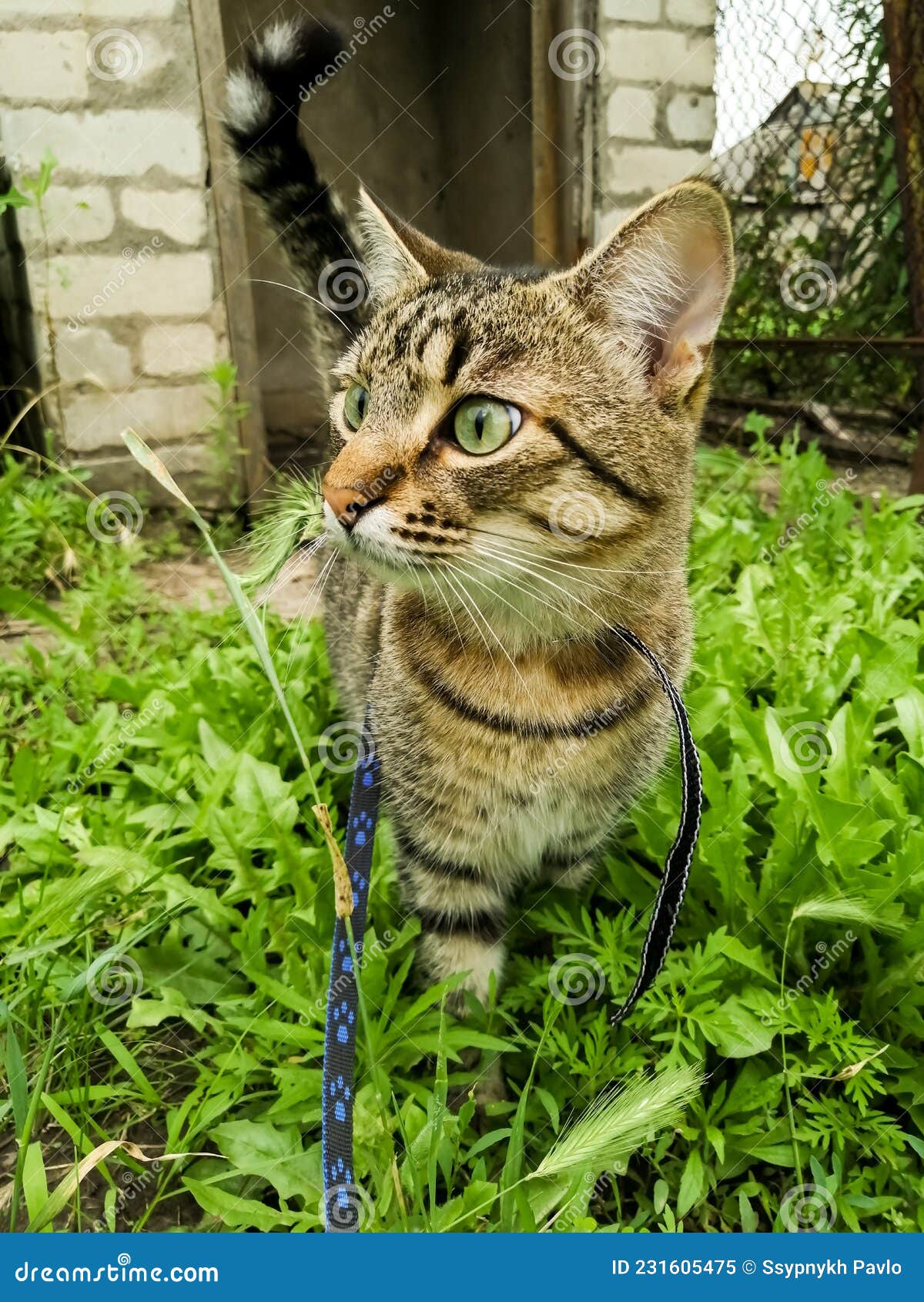 Striped Domestic Cat Walks on a Leash in the Yard Stock Image Image