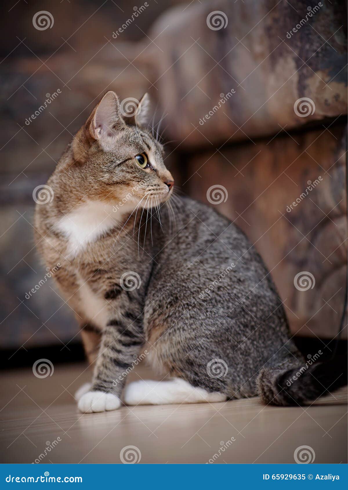 The Striped Domestic Cat with White Paws Stock Image Image of cute