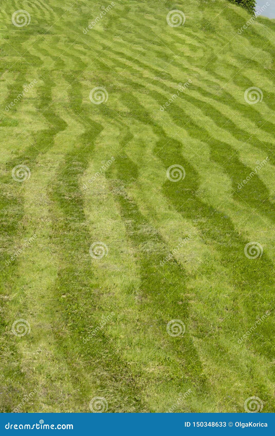 Striped Field, Grass Mowed by Uneven Stripes of Different Shades of