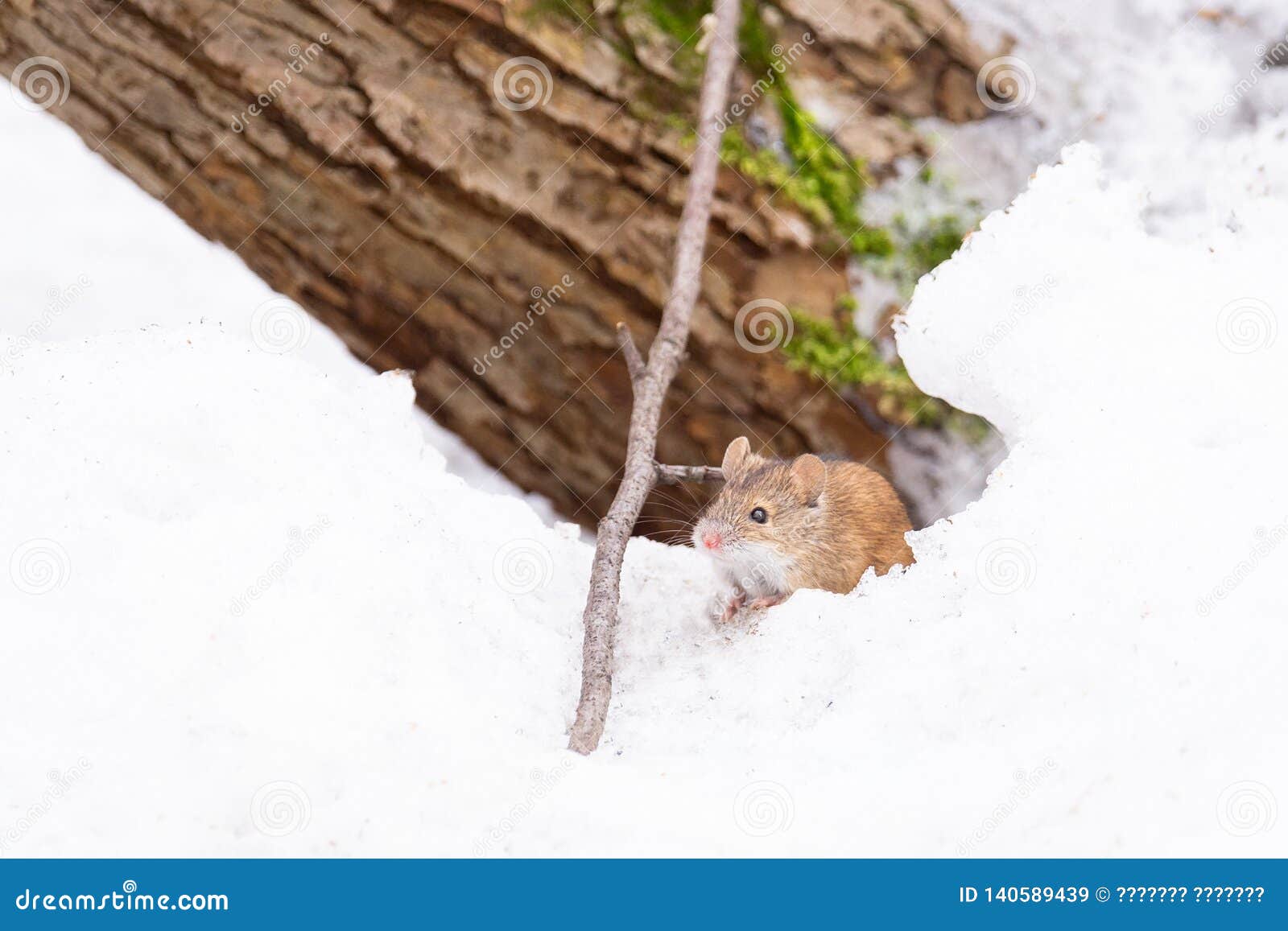 Mouse snow winter stock image. Image of mouse, meadow - 140589439 Mouse snow winter stock image. Image of mouse, meadow - 140589439