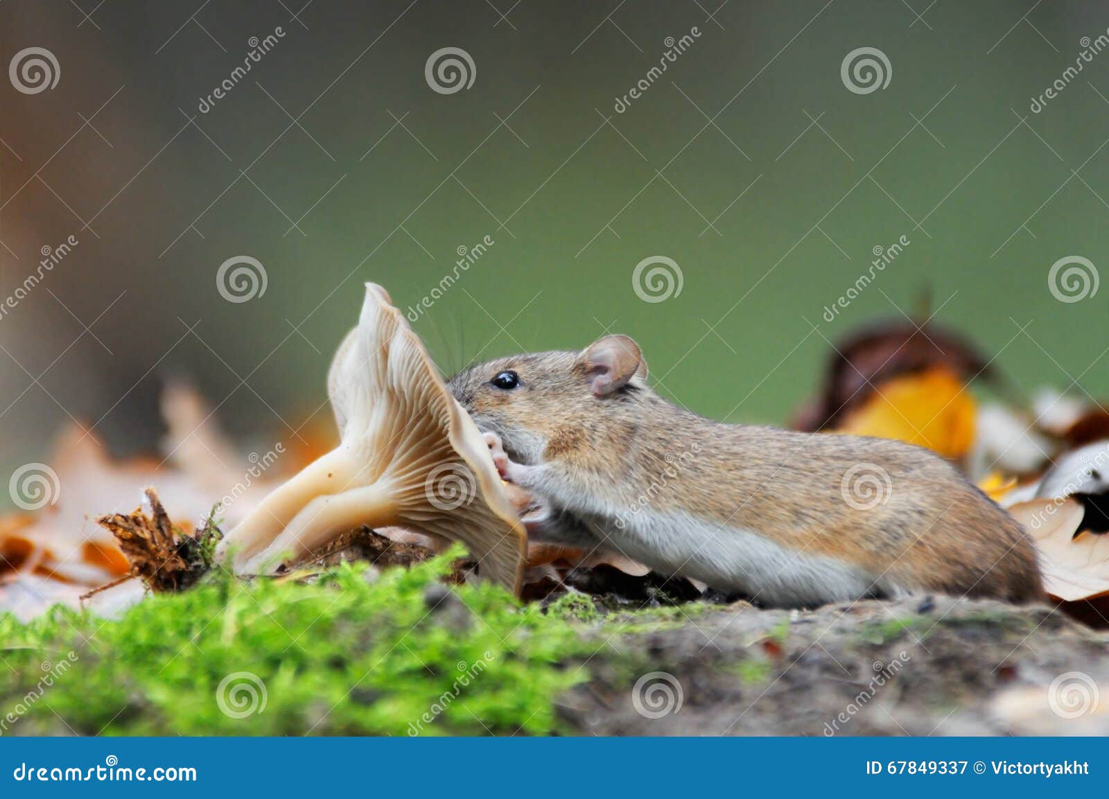 Striped Field Mouse and Mushroom Stock Image Image of eating, field