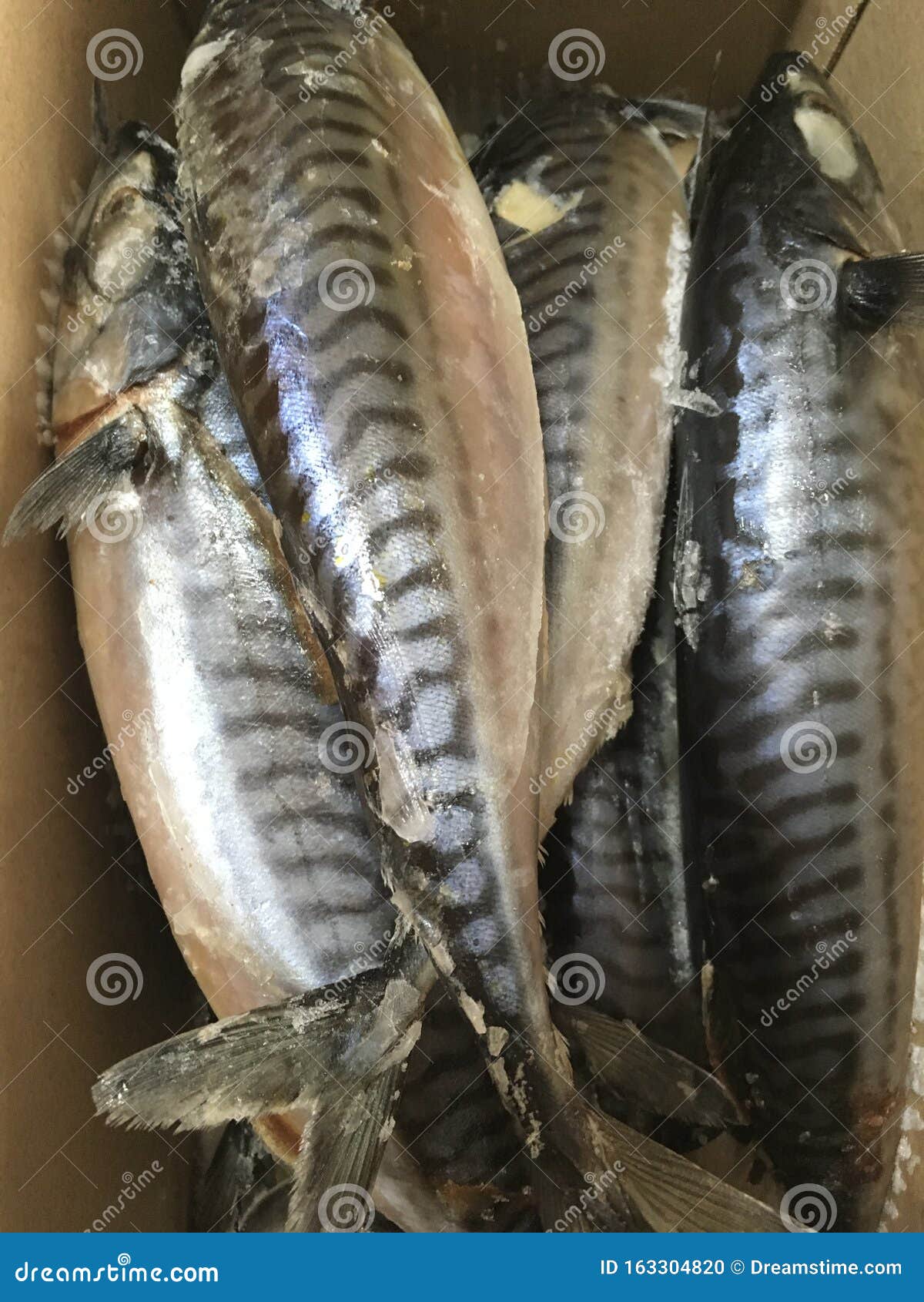 Large fresh mackerel fish stock photo. Image of buyers 163304820