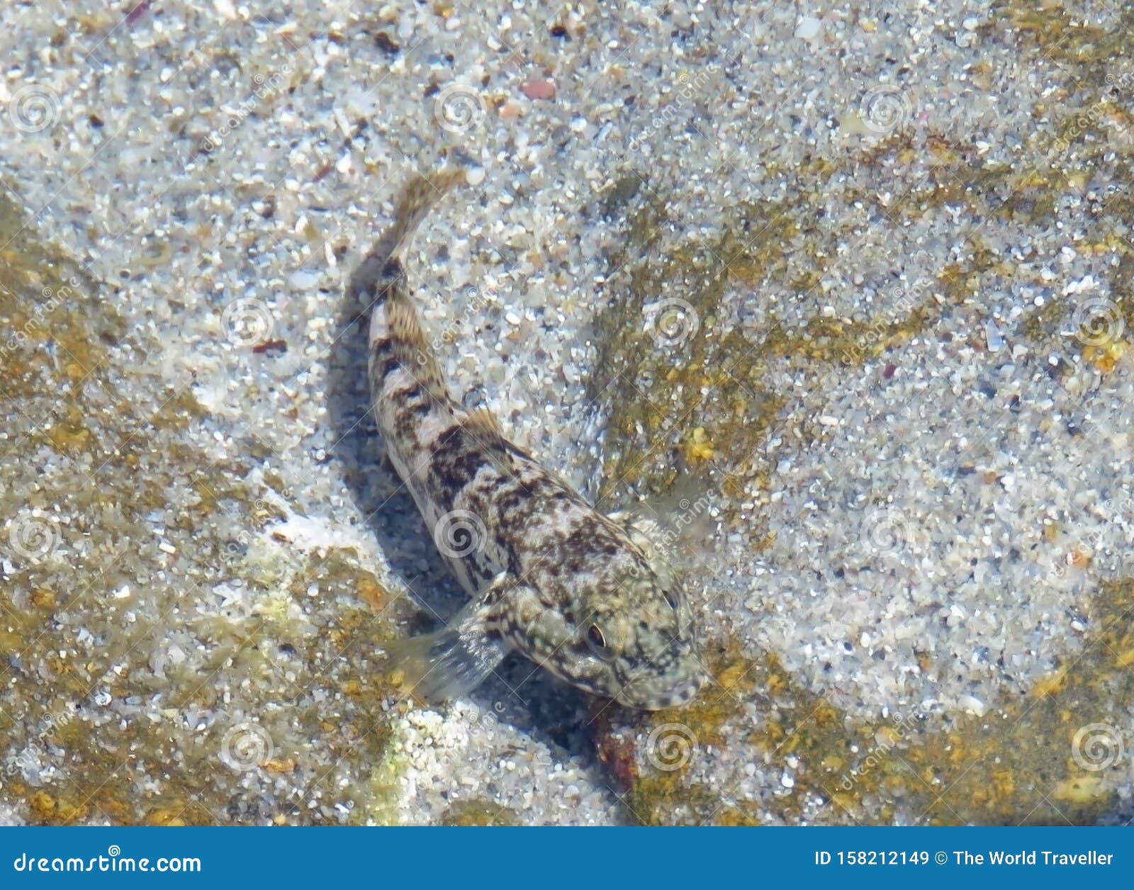 Nyttig Puno Ubevæbnet Striped Goby Gobius Vittatus Fish Stock Image - Image of nature, reef:  158212149