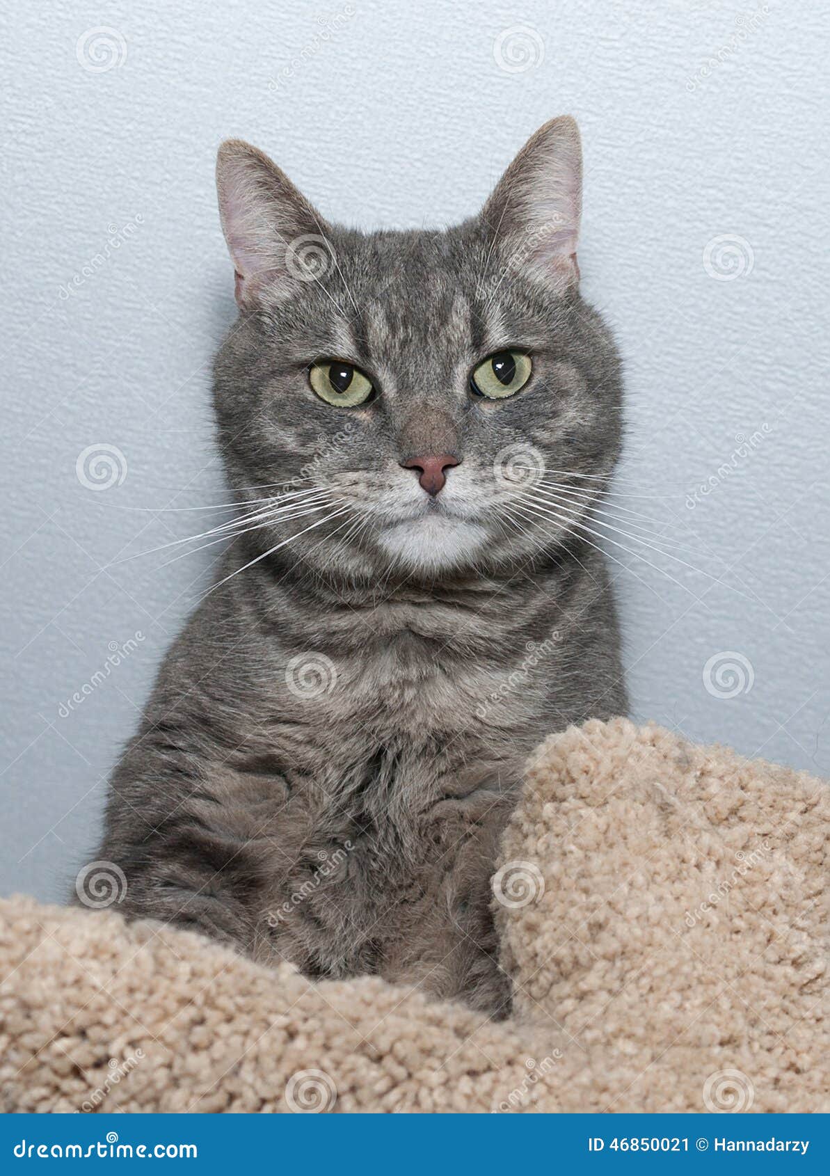 Striped Gray Cat Lies on Scratching Posts Stock Image Image of posts