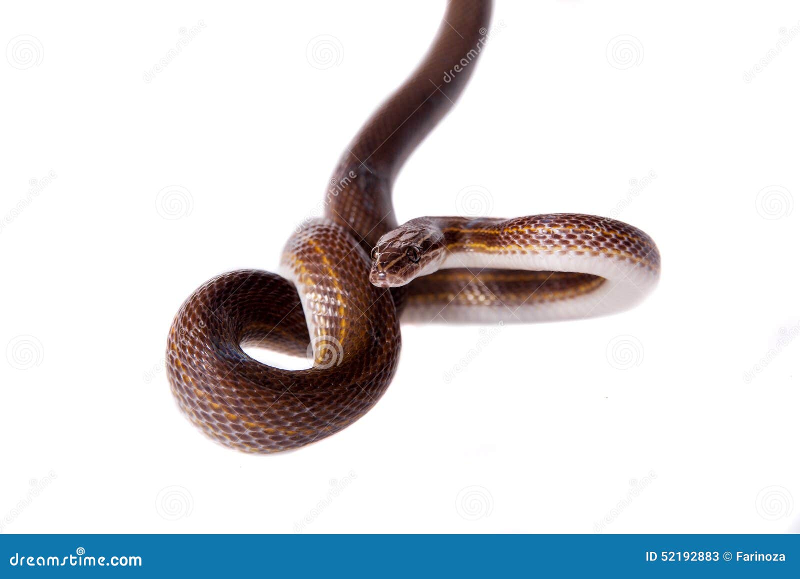 brown snake with white stripes